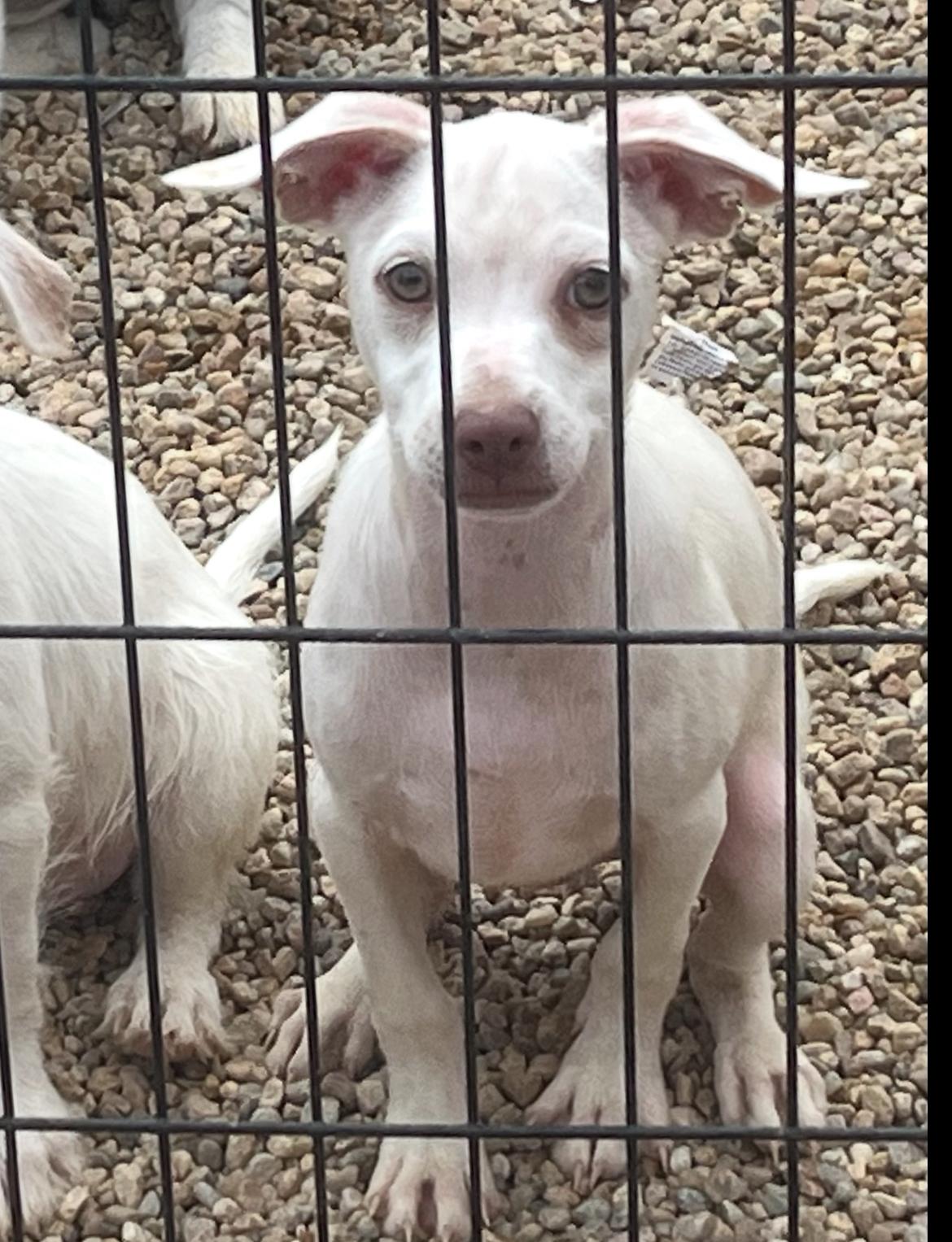 Jackson, Adoptable, Puppy Male Chihuahua.
