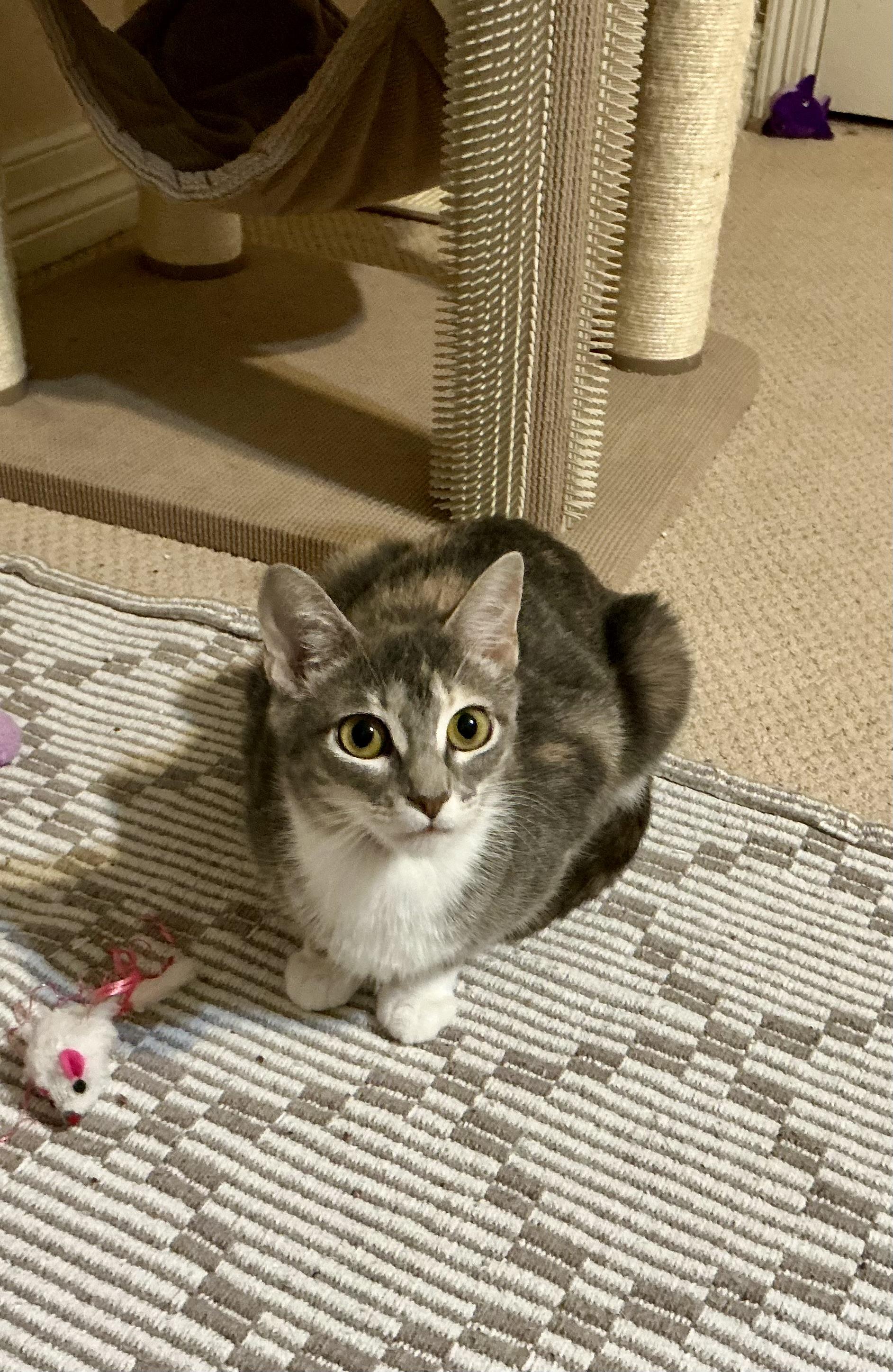 Iris, a ADOPTABLE Dilute Calico in Houston, TX image 6/6