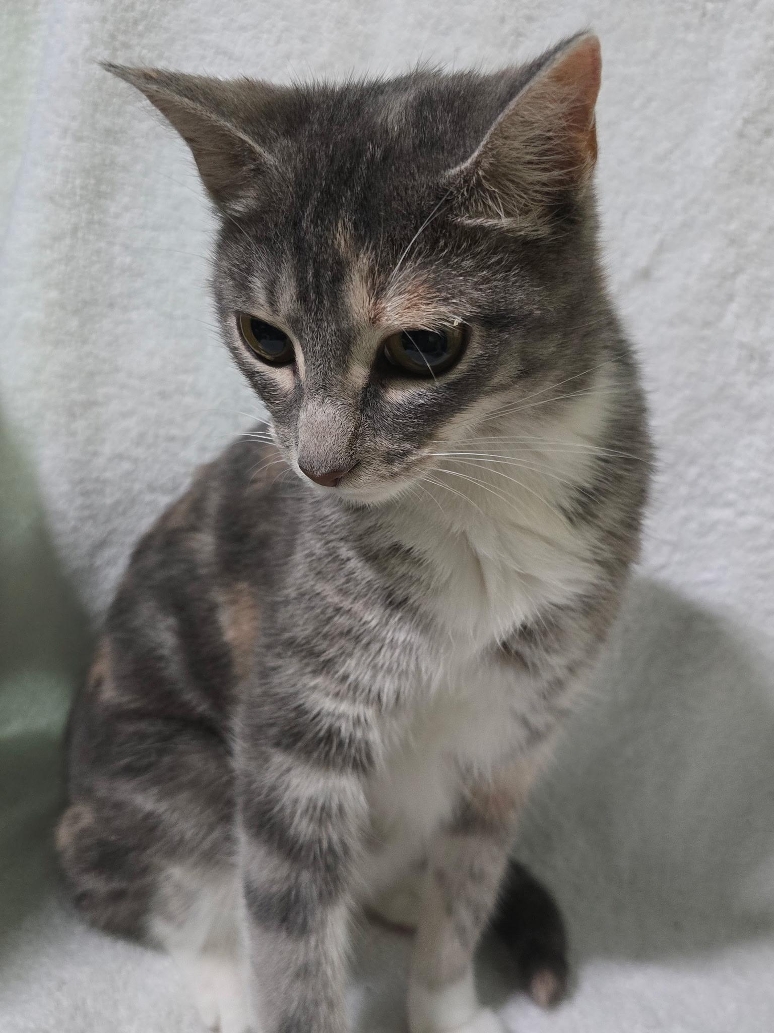 Enlarge Iris, a ADOPTABLE Dilute Calico in Houston, TX image 3/6