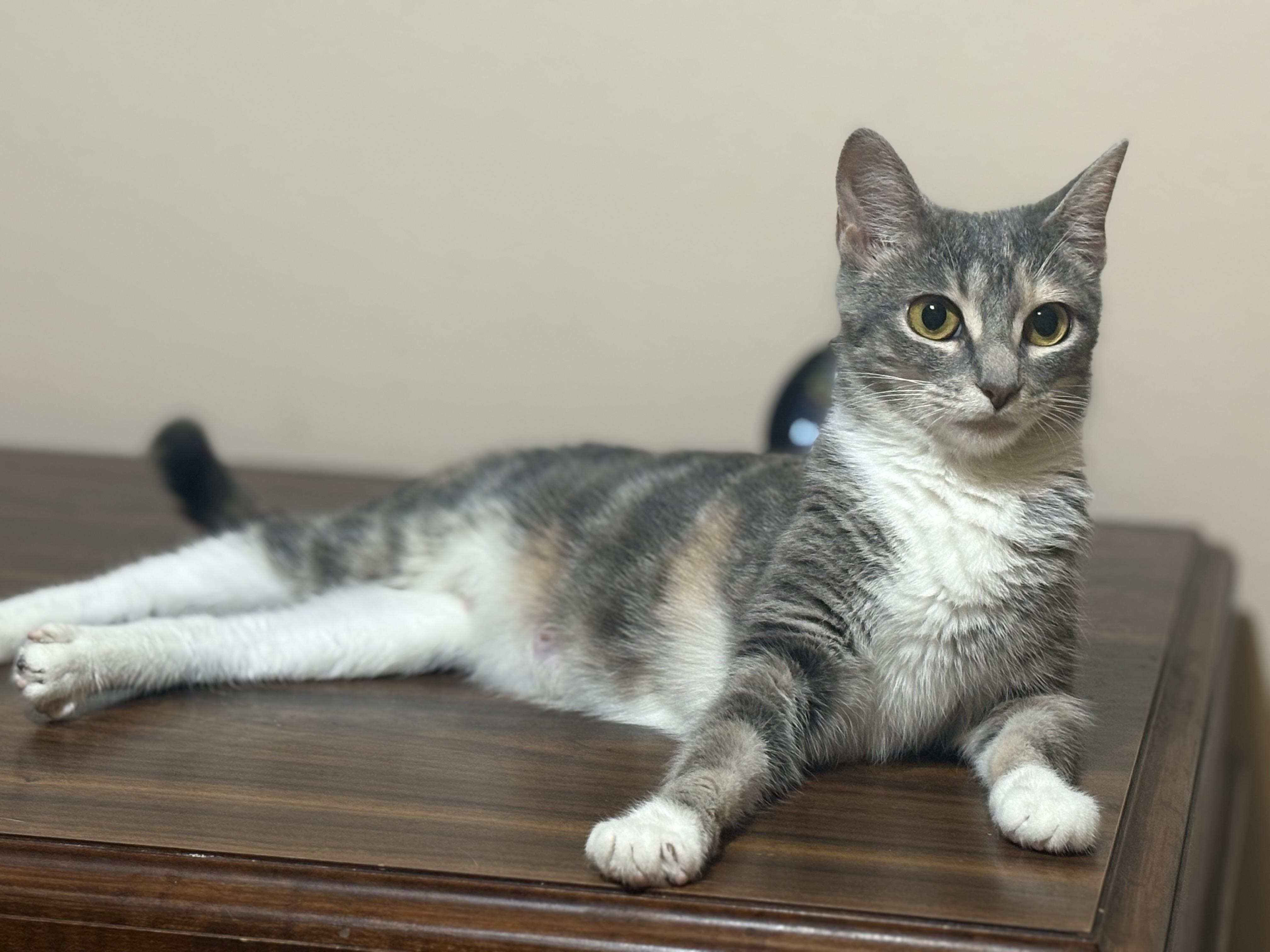Enlarge Iris, a ADOPTABLE Dilute Calico in Houston, TX image 5/6