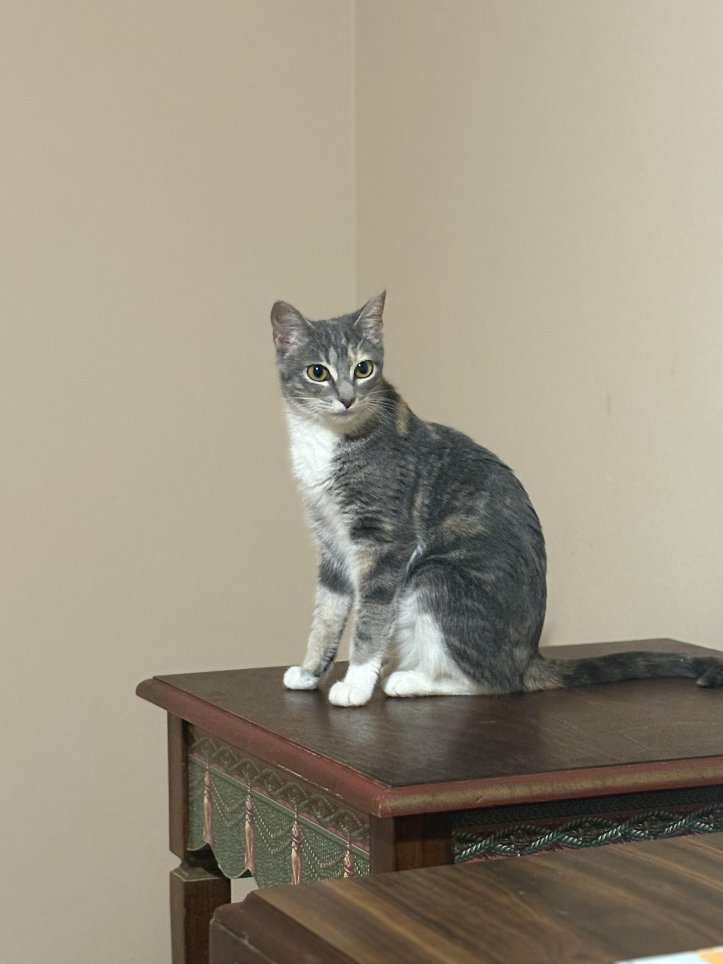 Enlarge Iris, a ADOPTABLE Dilute Calico in Houston, TX image 6/6