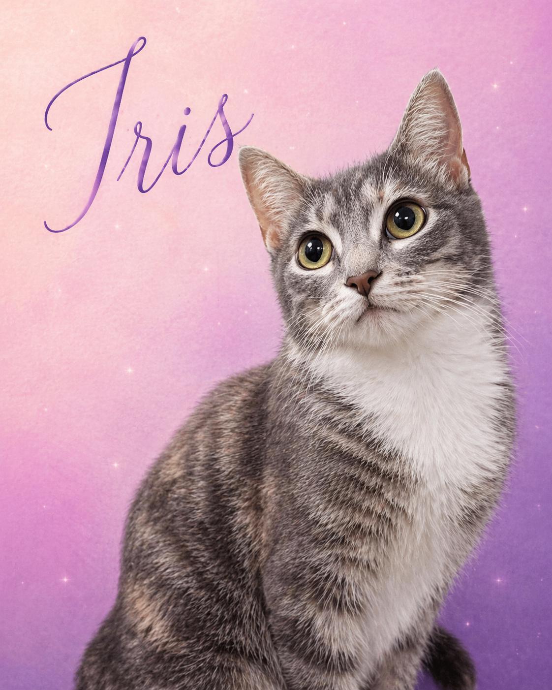 Enlarge Iris, a ADOPTABLE Dilute Calico in Houston, TX image 4/6