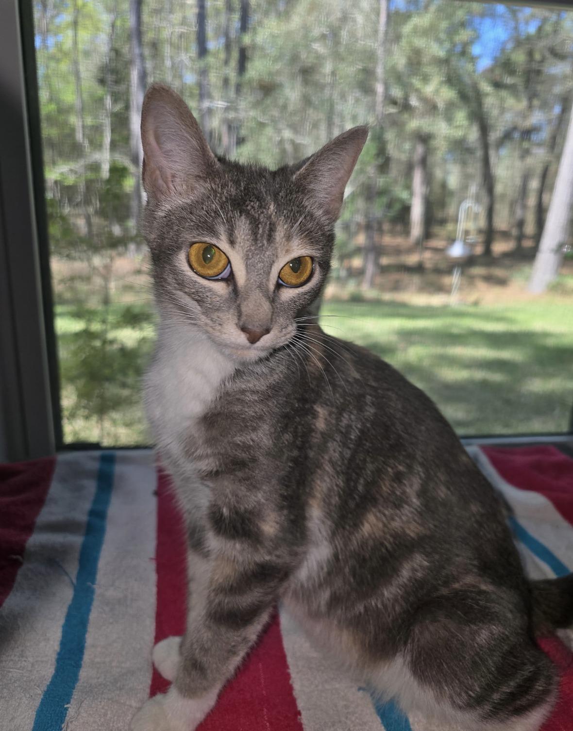 Iris, ADOPTABLE, Young Female Dilute Calico.