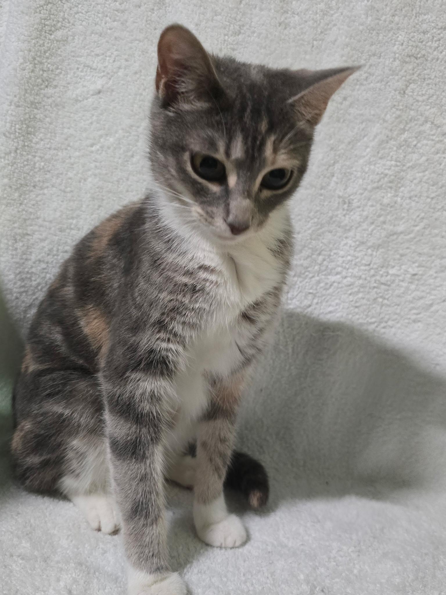 Enlarge Iris, a ADOPTABLE Dilute Calico in Houston, TX image 2/6