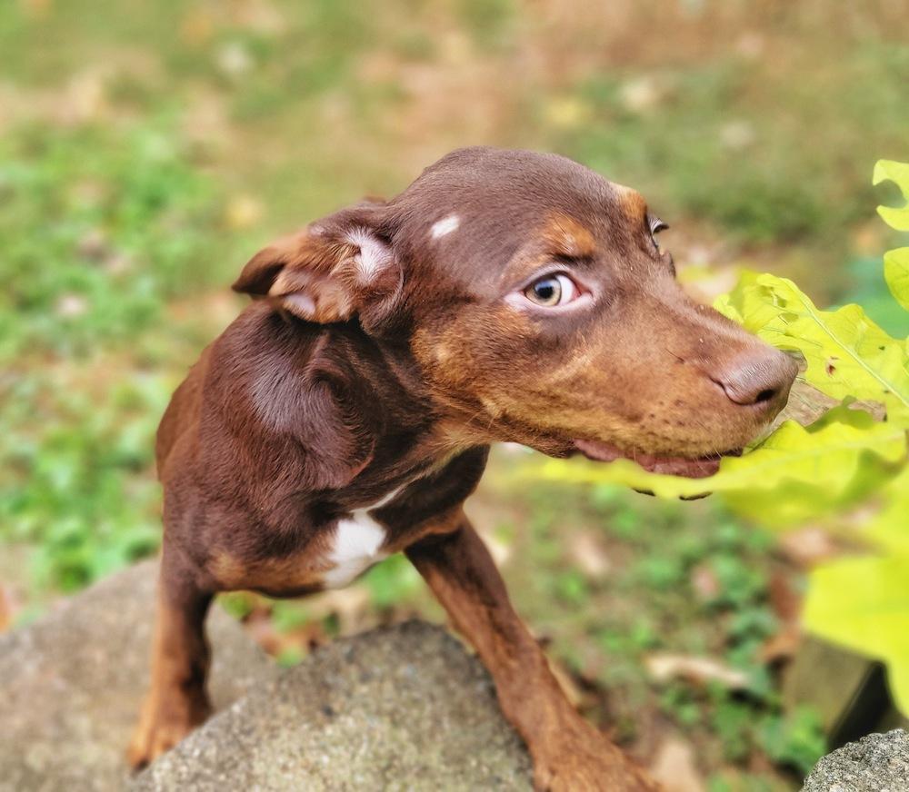 Enlarge Oliver (Olly), a Adoptable mixed breed in Wake Forest, NC image 1/5