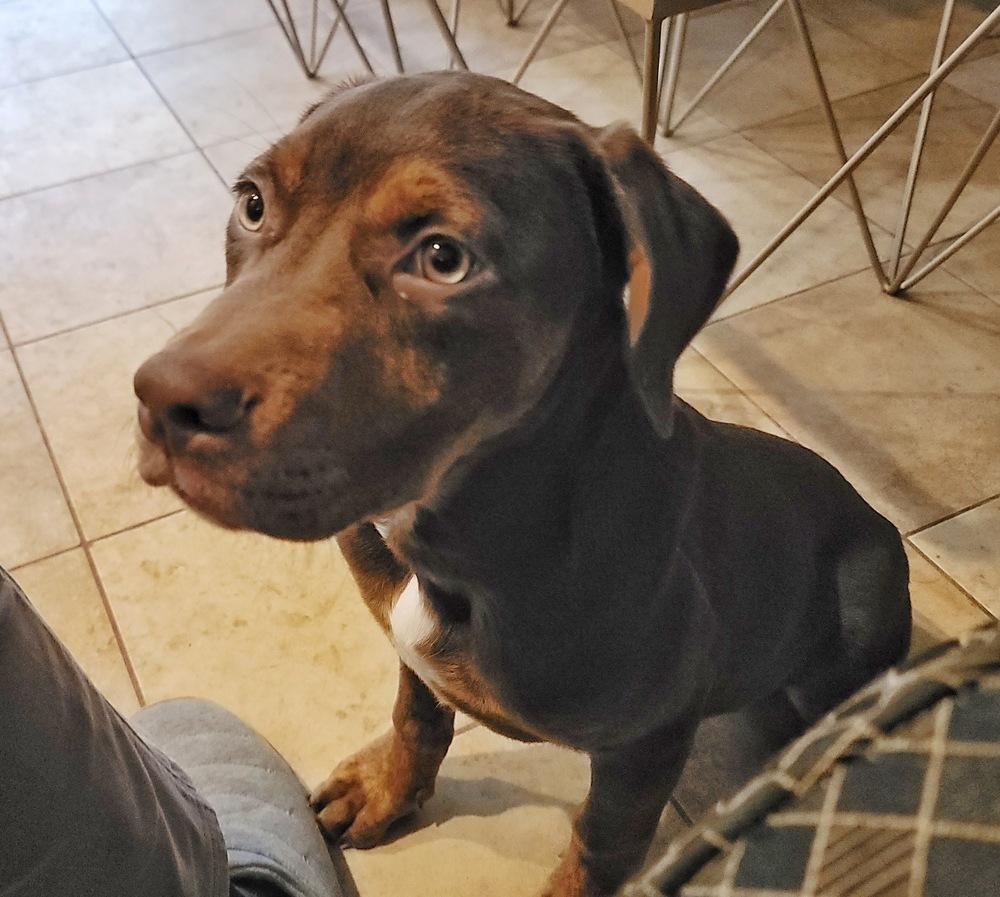 Enlarge Oliver (Olly), a Adoptable mixed breed in Wake Forest, NC image 2/5