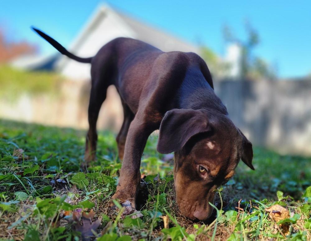 Enlarge Oliver (Olly), a Adoptable mixed breed in Wake Forest, NC image 4/5