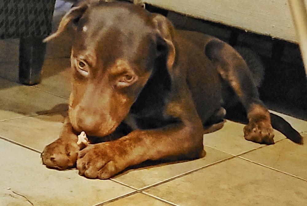 Enlarge Oliver (Olly), a Adoptable mixed breed in Wake Forest, NC image 5/5