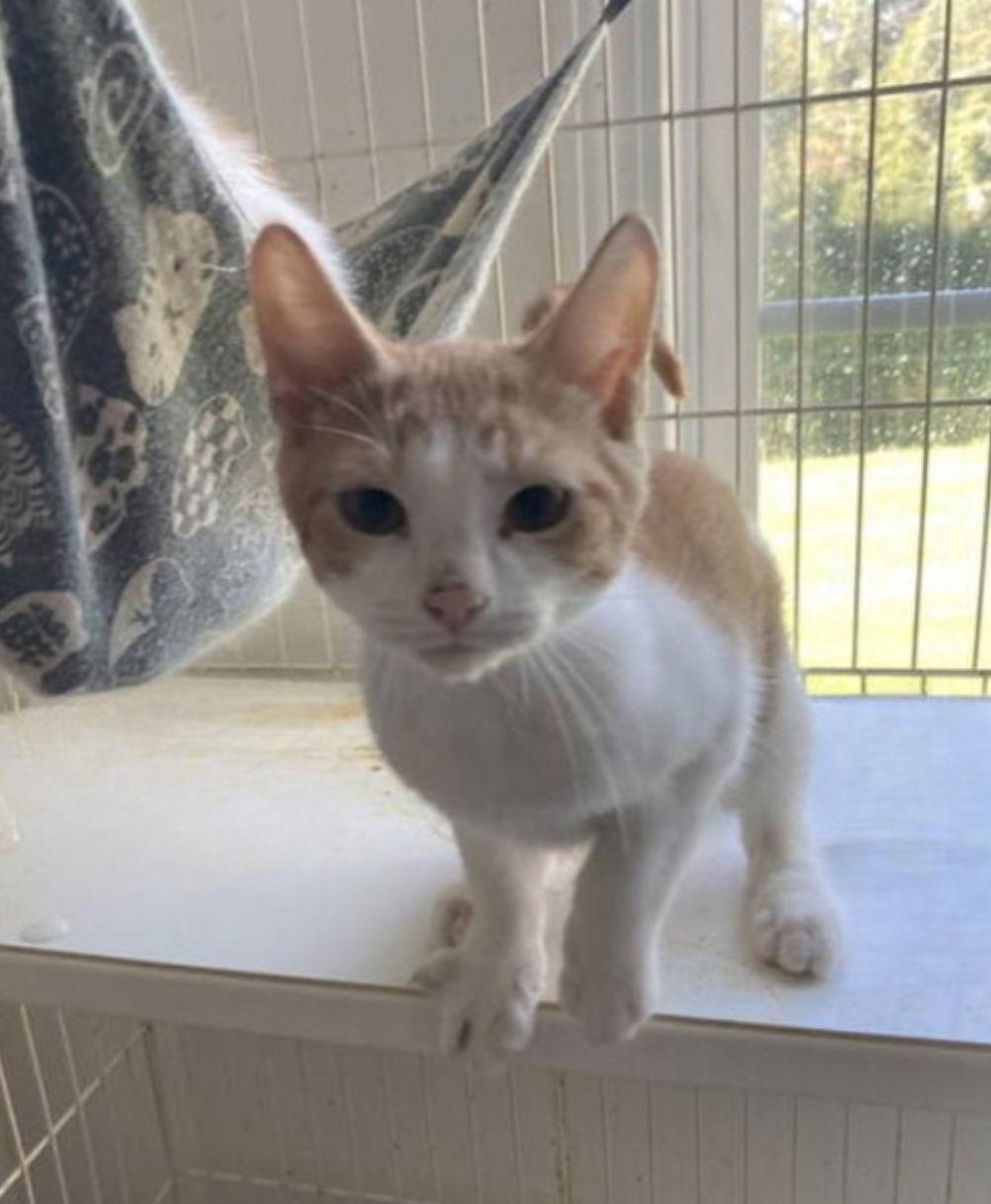 Evan, a Adoptable Domestic Short Hair in Chatham, VA image 2/3