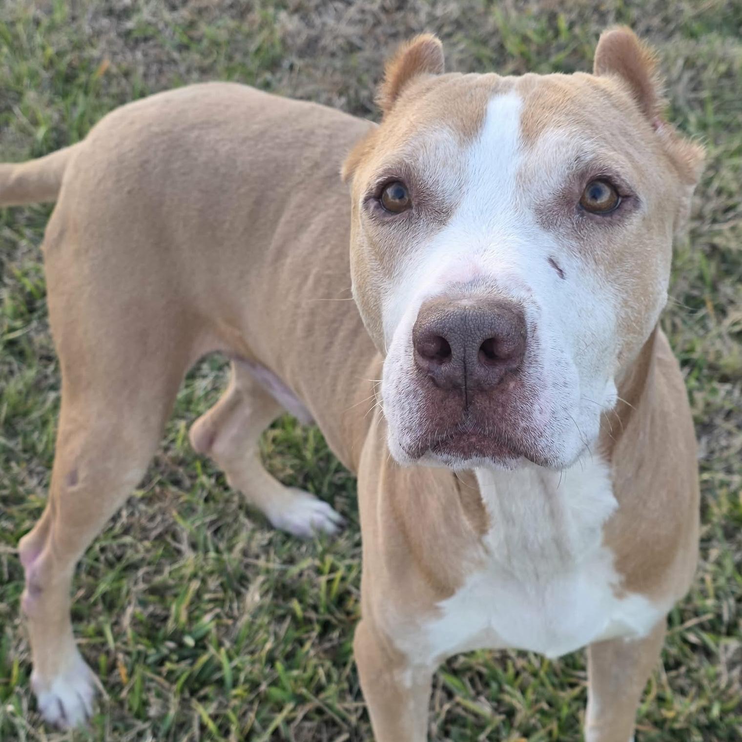 Enlarge Frosty - **ADOPTION FEE WAIVED**, a ADOPTABLE mixed breed in Bryan, TX image 1/4