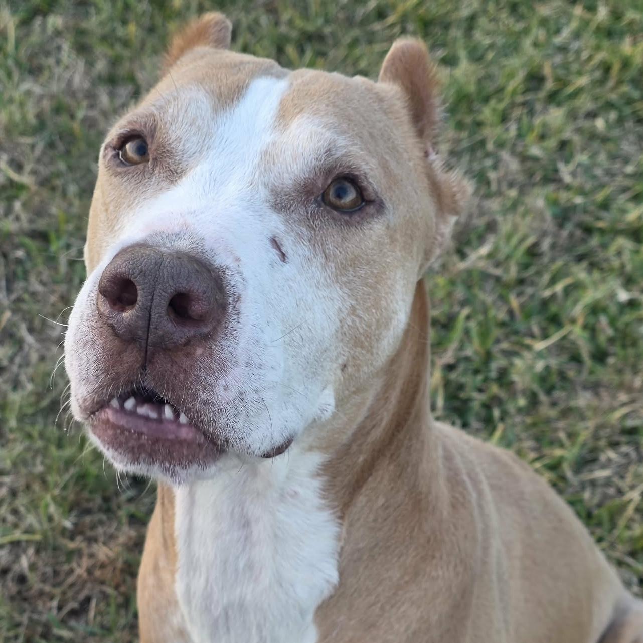 Enlarge Frosty - **ADOPTION FEE WAIVED**, a ADOPTABLE mixed breed in Bryan, TX image 2/4