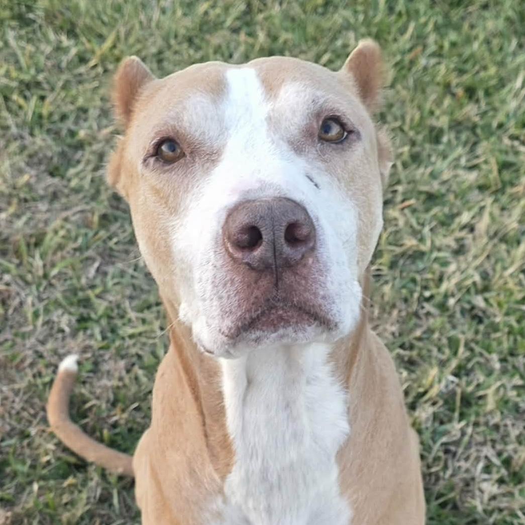 Enlarge Frosty - **ADOPTION FEE WAIVED**, a ADOPTABLE mixed breed in Bryan, TX image 3/4