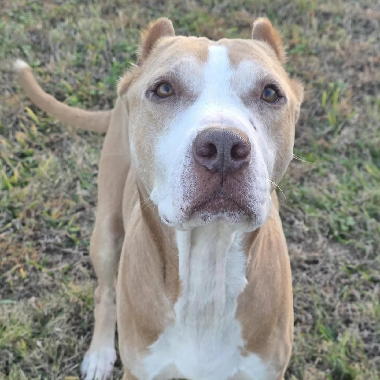 Enlarge Frosty - **ADOPTION FEE WAIVED**, a ADOPTABLE mixed breed in Bryan, TX image 4/4