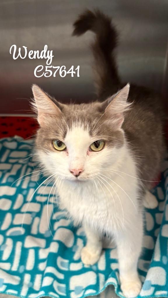 Wendy, Adoptable, Adult Female Domestic Short Hair.