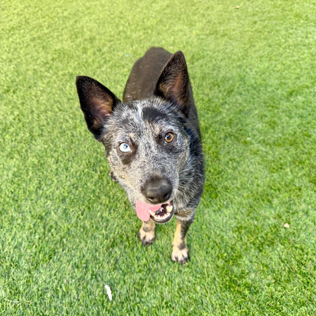 Sora, Adoptable, Adult Male Australian Cattle Dog / Blue Heeler.