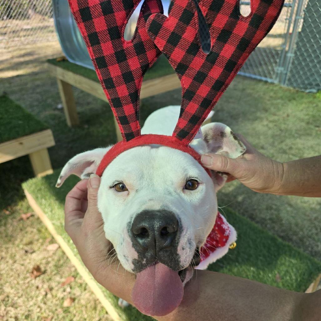 Enlarge Dude, a Adoptable Mixed Breed in Jacksonville Beach, FL image 1/3
