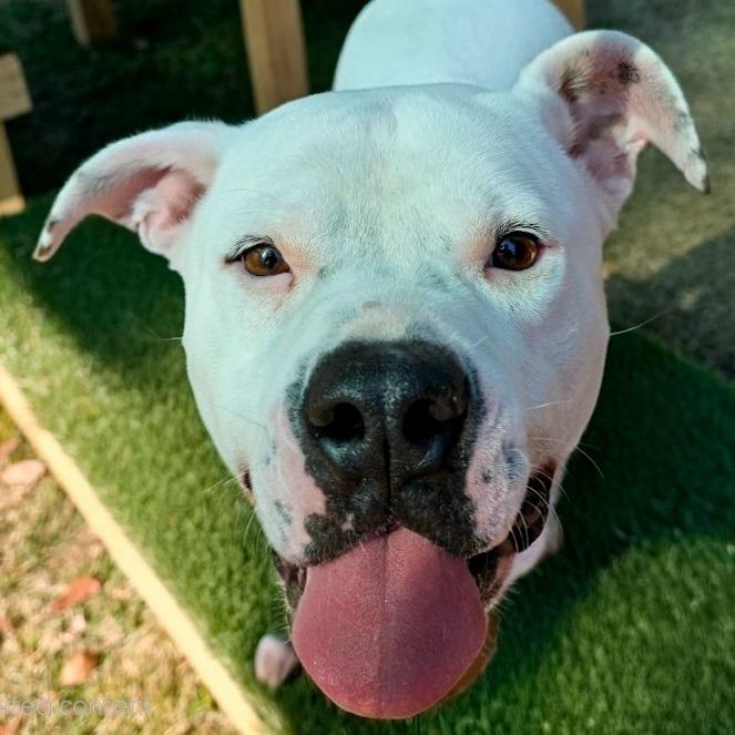 Enlarge Dude, a Adoptable Mixed Breed in Jacksonville Beach, FL image 3/3