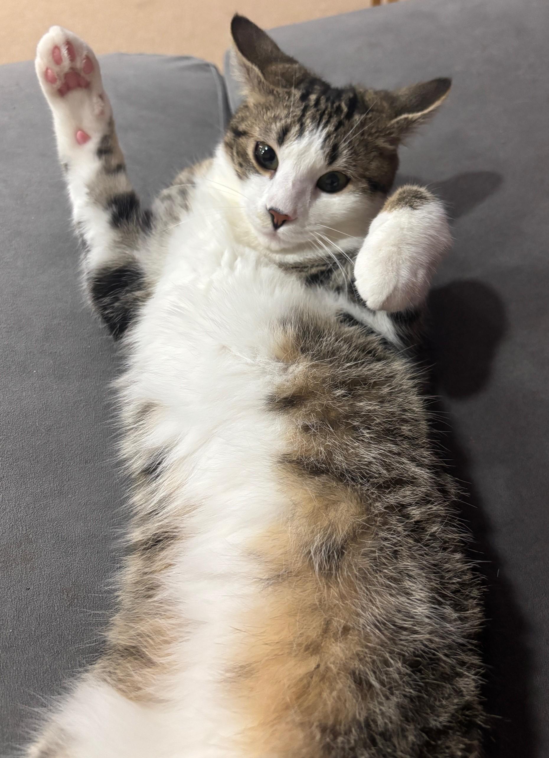 Enlarge Gumbo, a Adoptable Domestic Short Hair in Dover, DE image 4/5