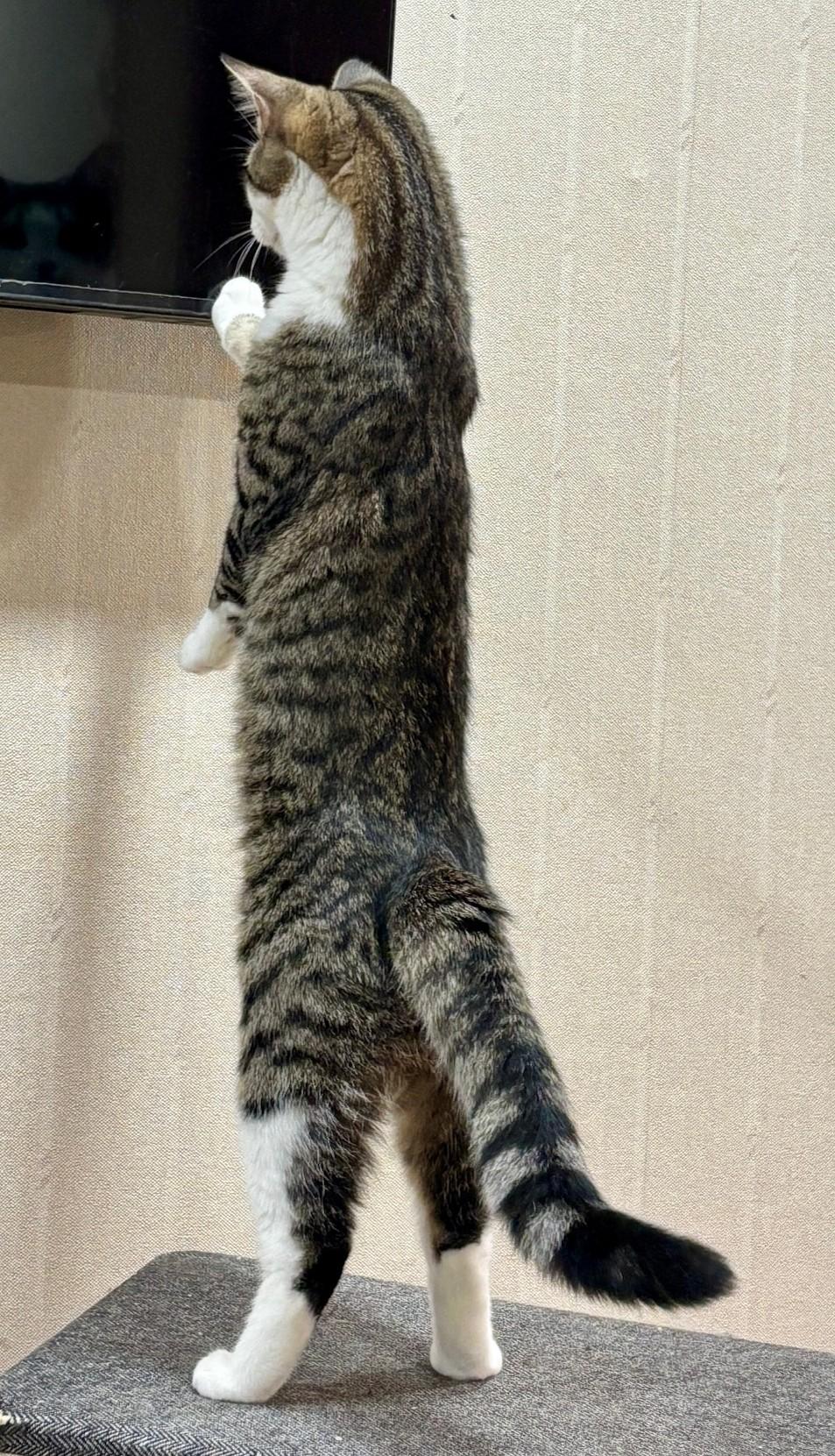 Enlarge Gumbo, a Adoptable Domestic Short Hair in Dover, DE image 3/5