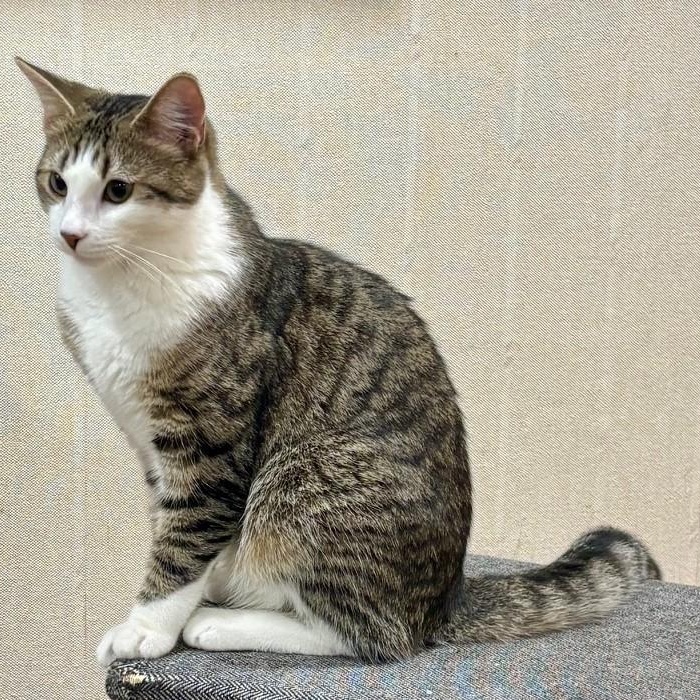 Enlarge Gumbo, a Adoptable Domestic Short Hair in Dover, DE image 1/5