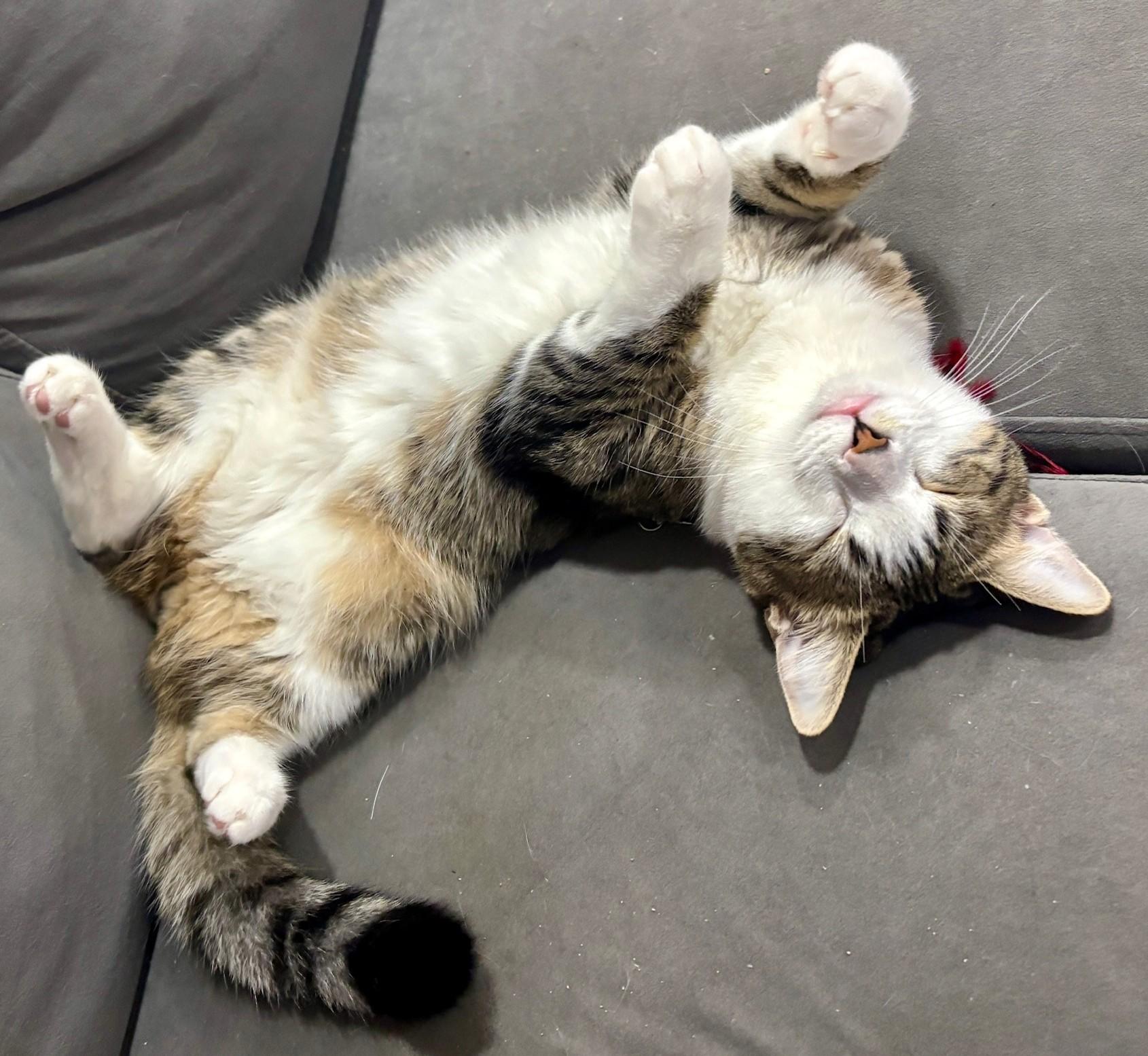 Enlarge Gumbo, a Adoptable Domestic Short Hair in Dover, DE image 5/5