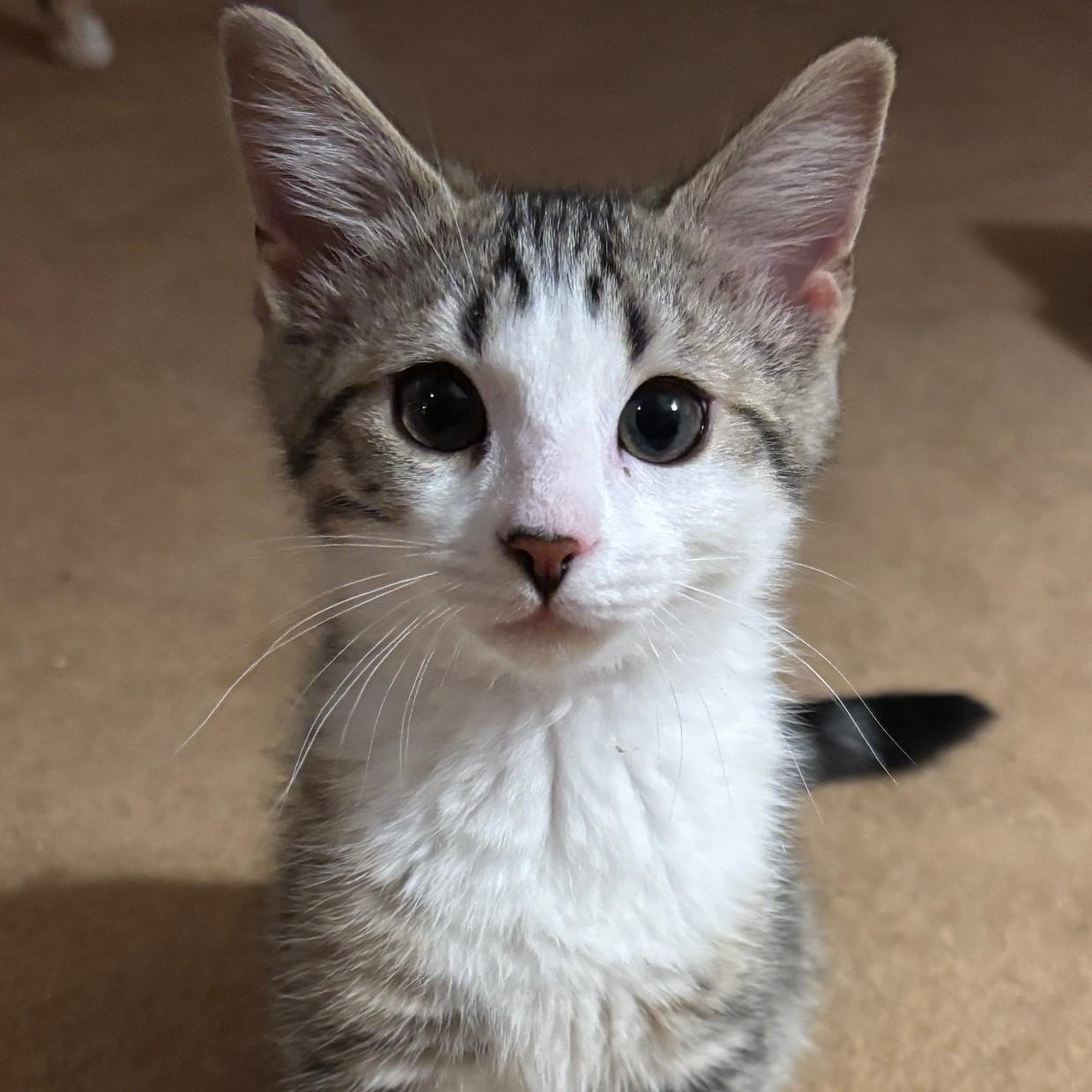 Gumbo