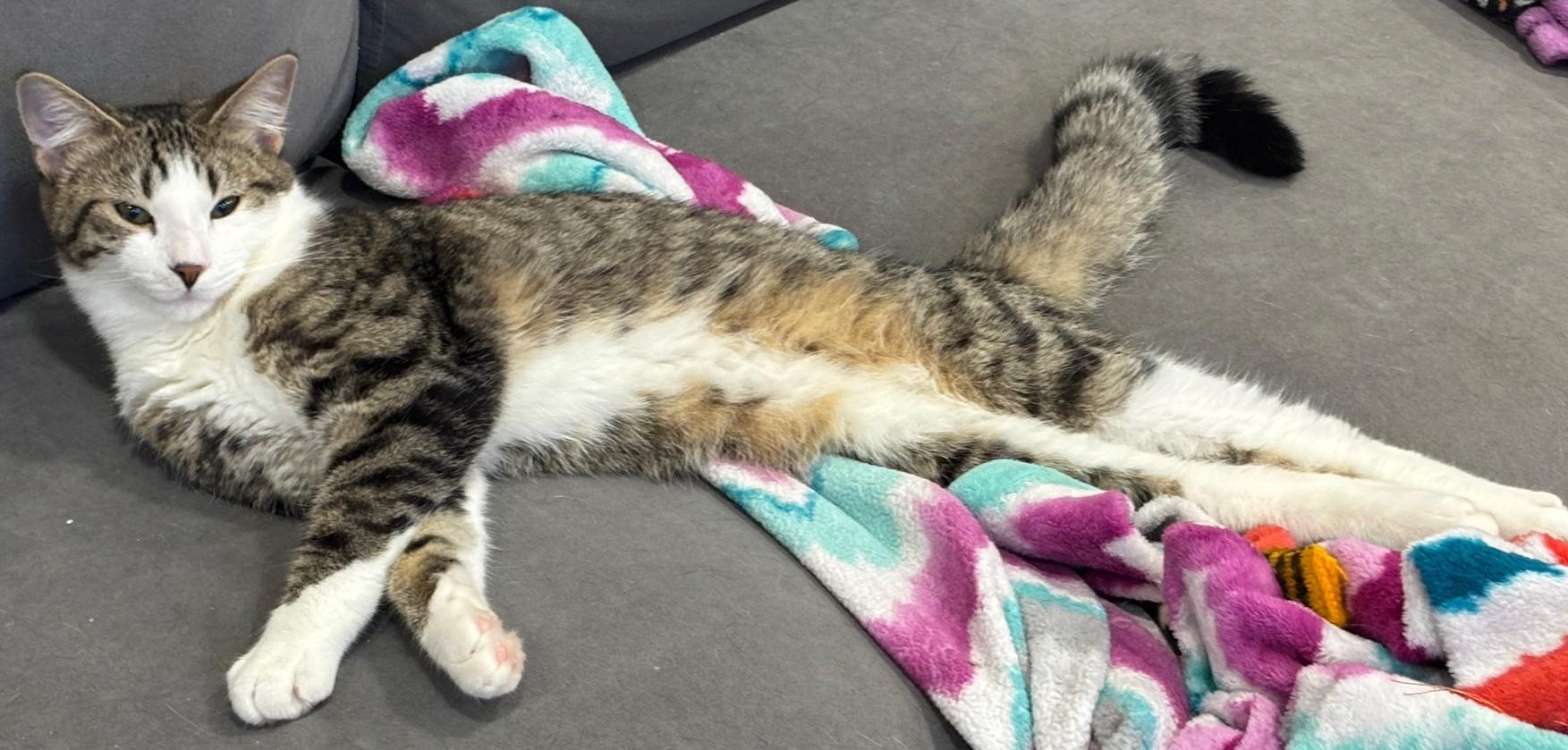 Enlarge Gumbo, a Adoptable Domestic Short Hair in Dover, DE image 2/5