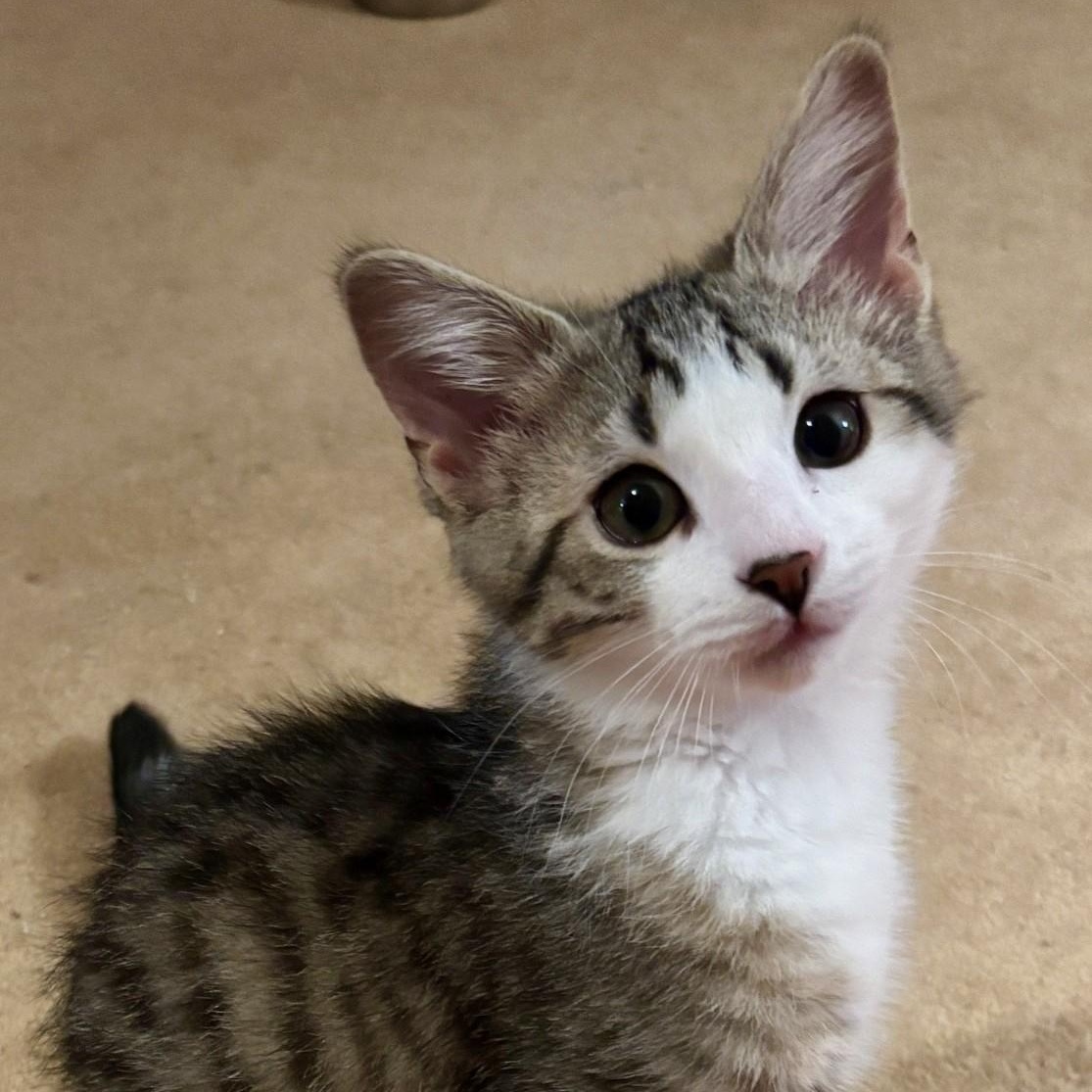 Gumbo, Young Male Domestic Short Hair
