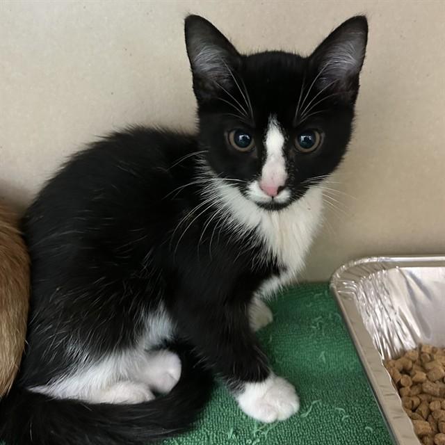 Enlarge APPLE BLOOM, a Adoptable Domestic Short Hair in Lincolnton, NC image 1/1