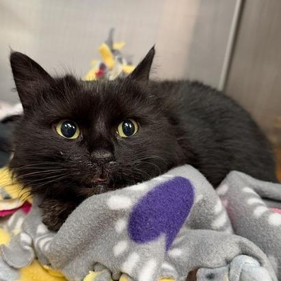 Enlarge "CRUNCHY", a Adoptable Domestic Medium Hair in Perkiomenville, PA image 1/1