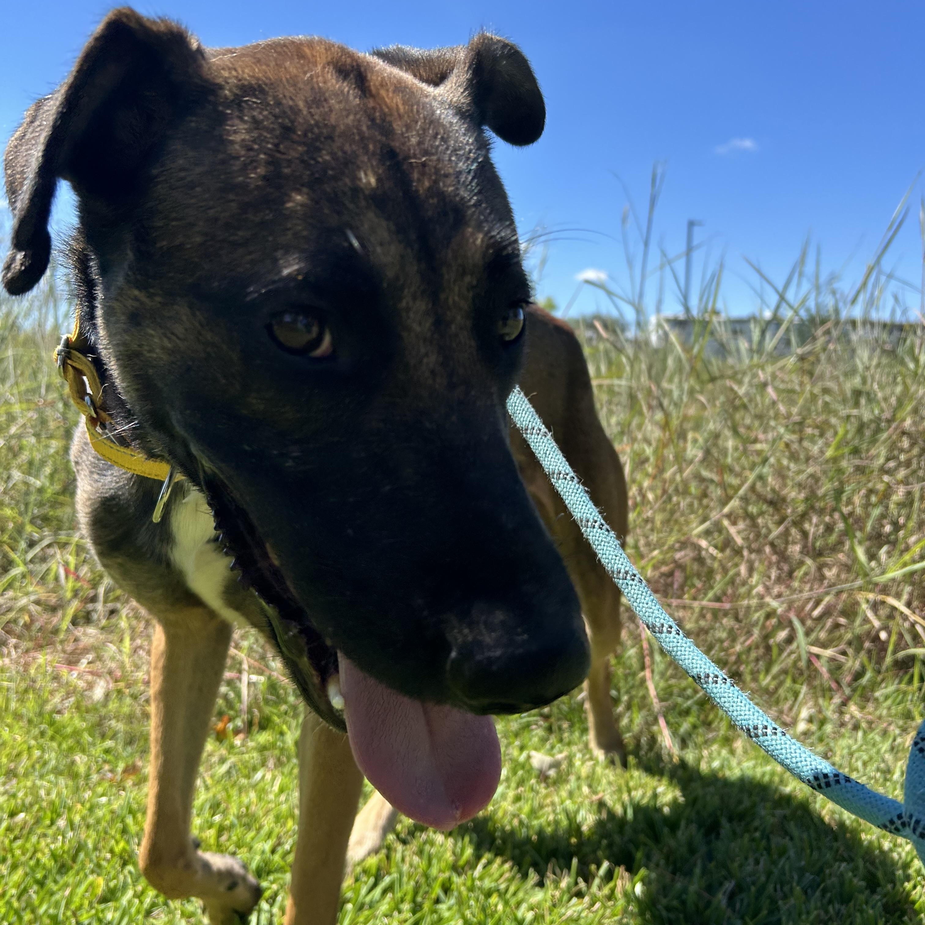 Enlarge Raider, a Adoptable mixed breed in Rocky Hill, CT image 4/5