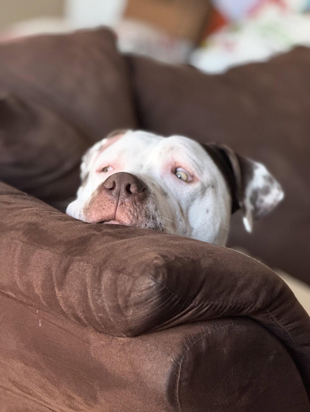 Bowser, Adoptable, Adult Male Pit Bull Terrier.