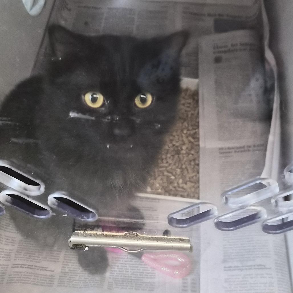 Enlarge Selah (1), a Adoptable Domestic Short Hair in Marshall, TX image 1/4
