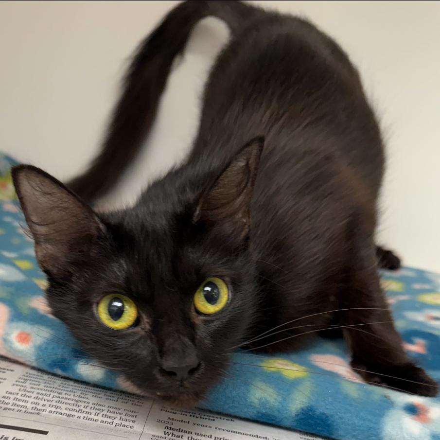 Enlarge Selah (1), a Adoptable Domestic Short Hair in Marshall, TX image 2/4