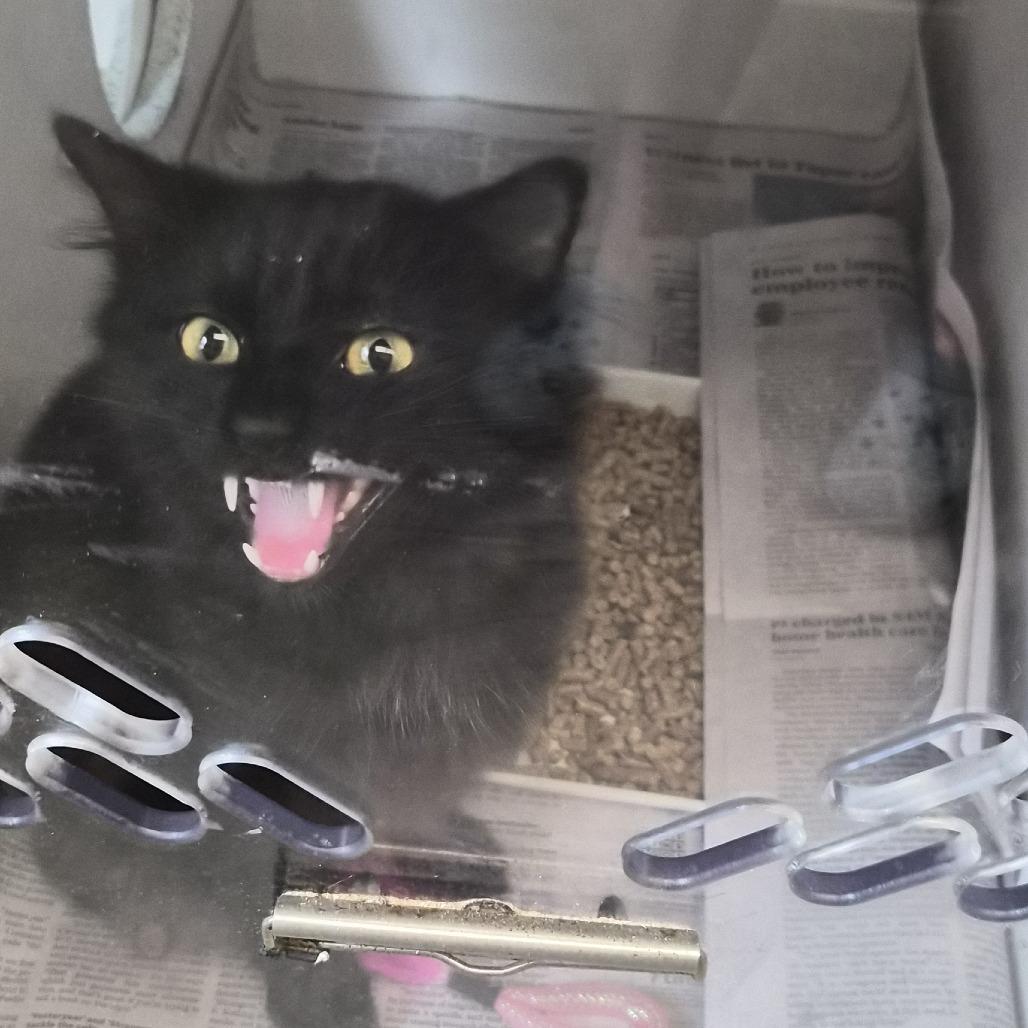 Enlarge Selah (1), a Adoptable Domestic Short Hair in Marshall, TX image 4/4