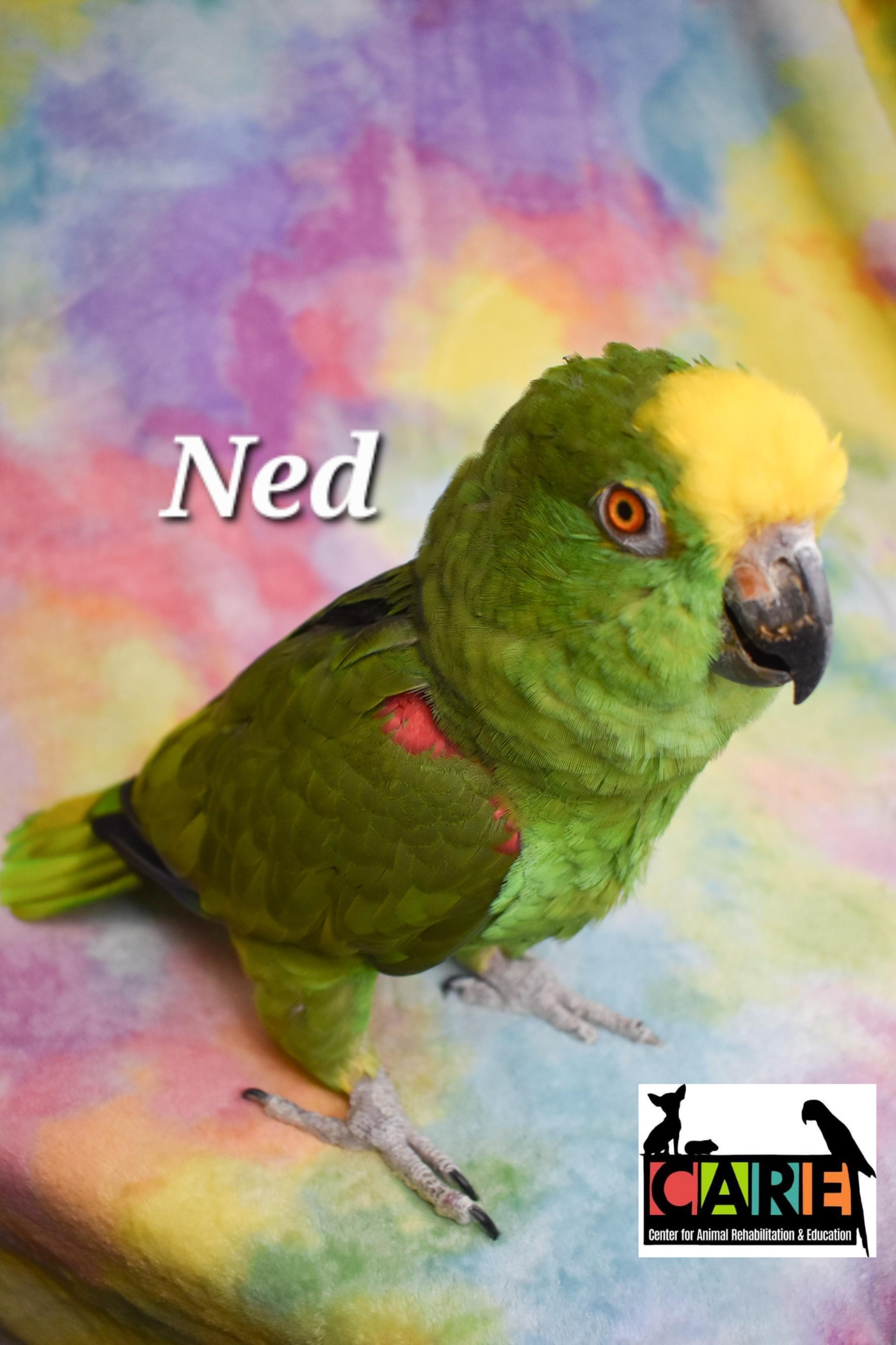 Enlarge Ned, a Adoptable Amazon in Waukesha, WI image 4/6