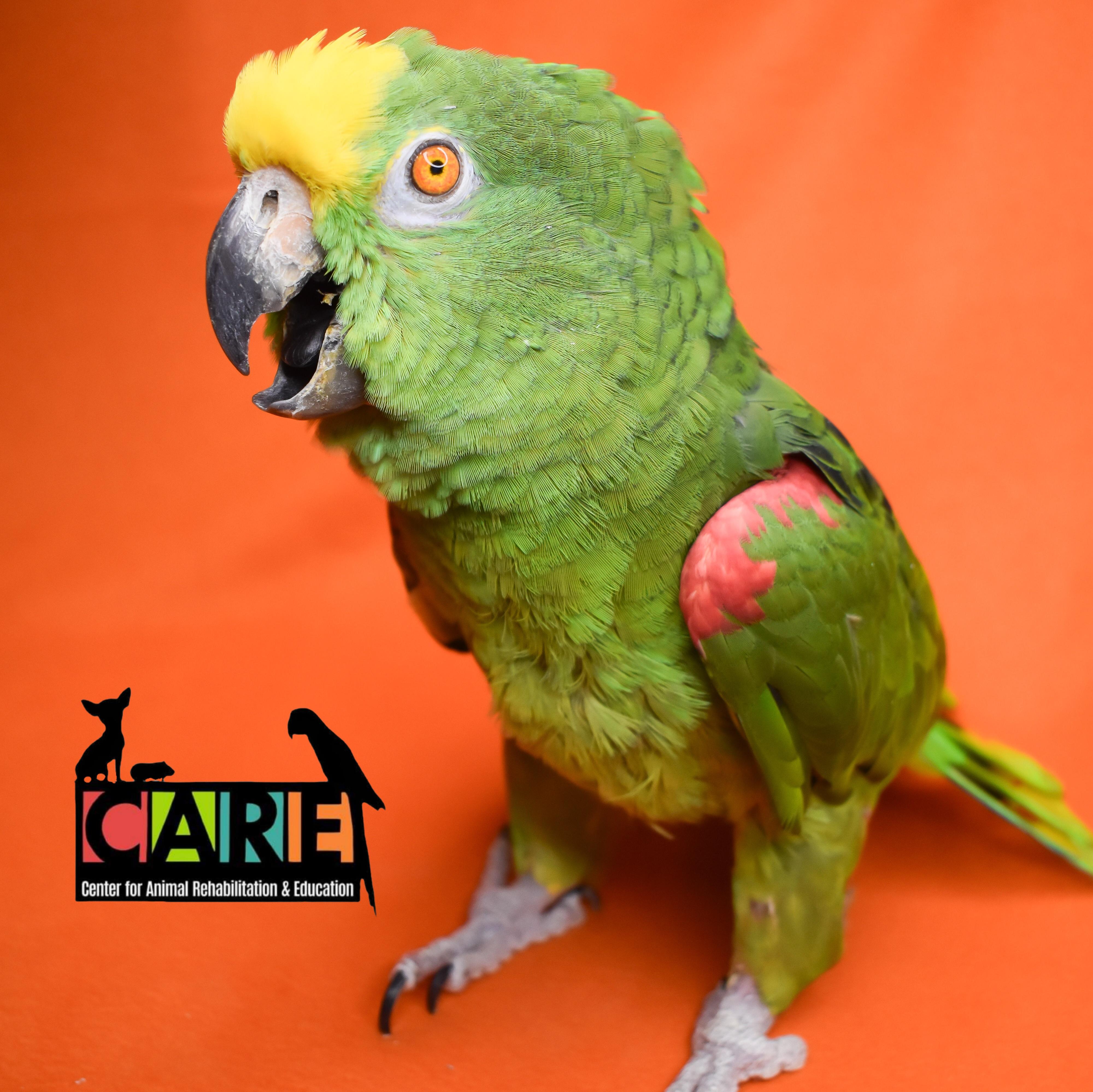 Ned, Adoptable, Adult Male Amazon.