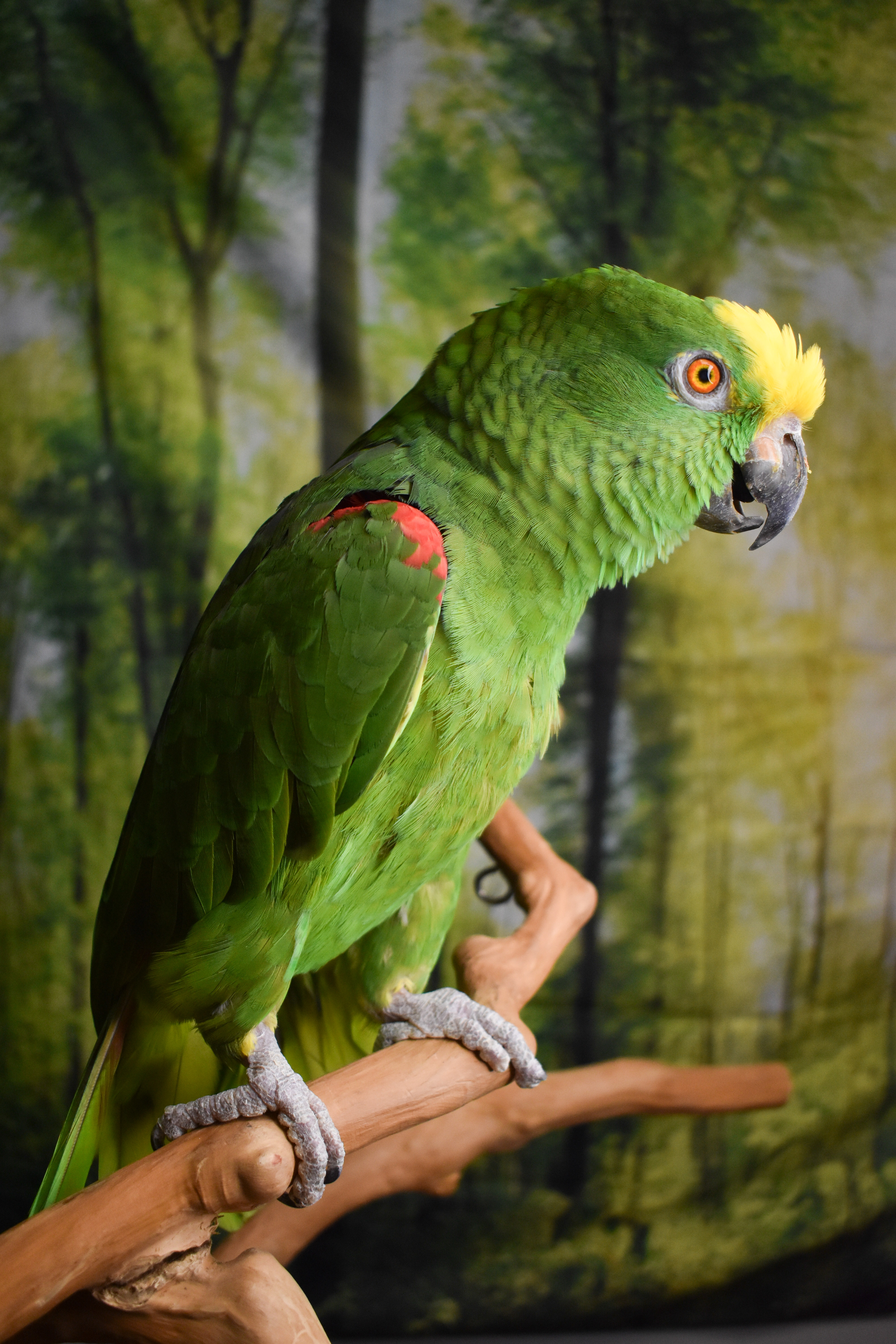 Enlarge Ned, a Adoptable Amazon in Waukesha, WI image 6/6