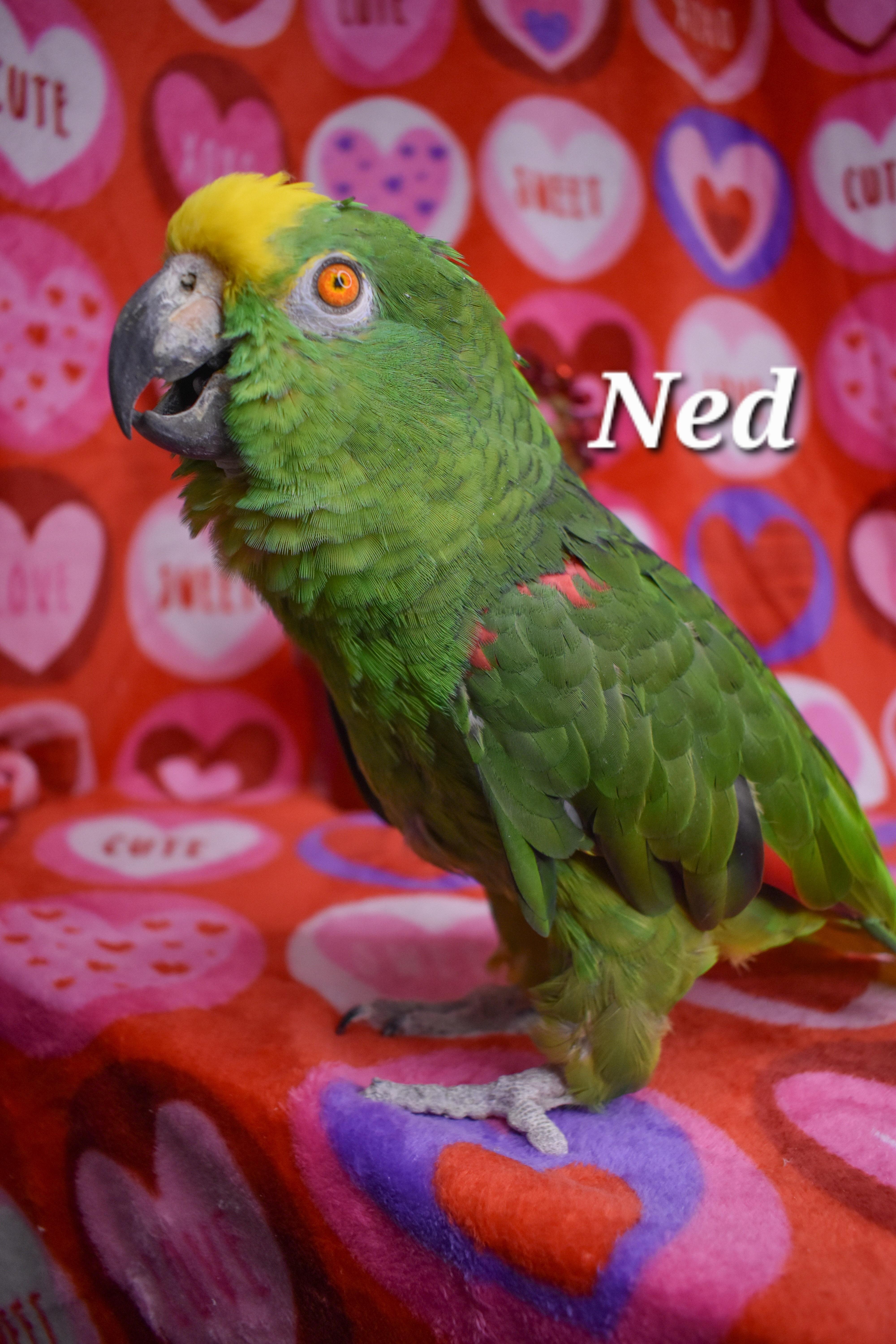 Enlarge Ned, a Adoptable Amazon in Waukesha, WI image 5/6