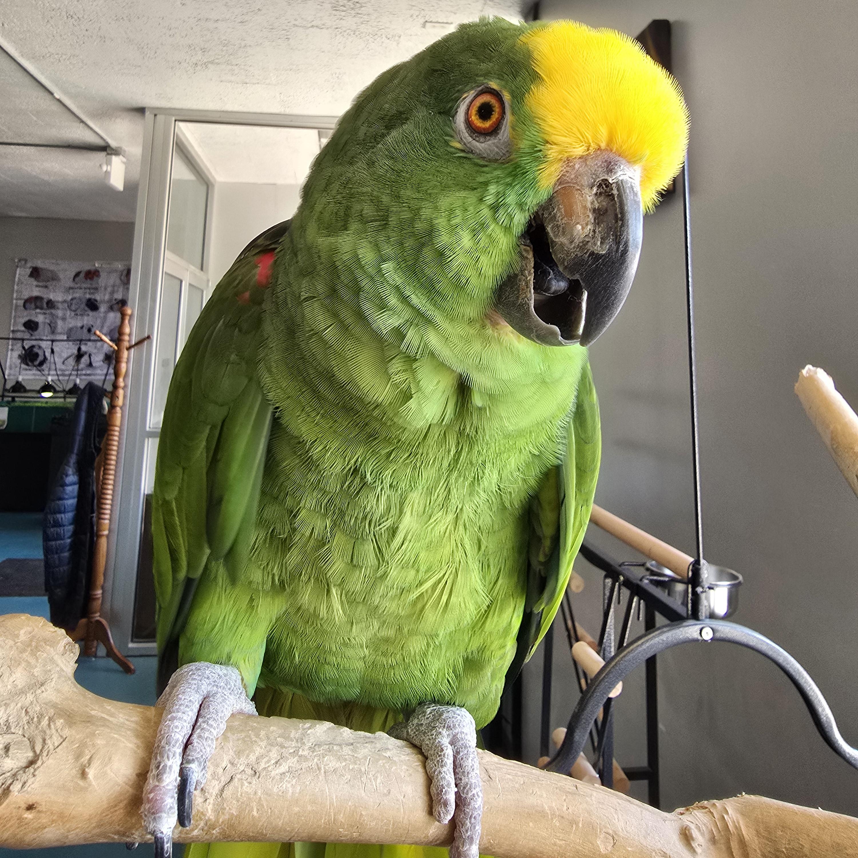 Ned, Adoptable, Adult Male Amazon.