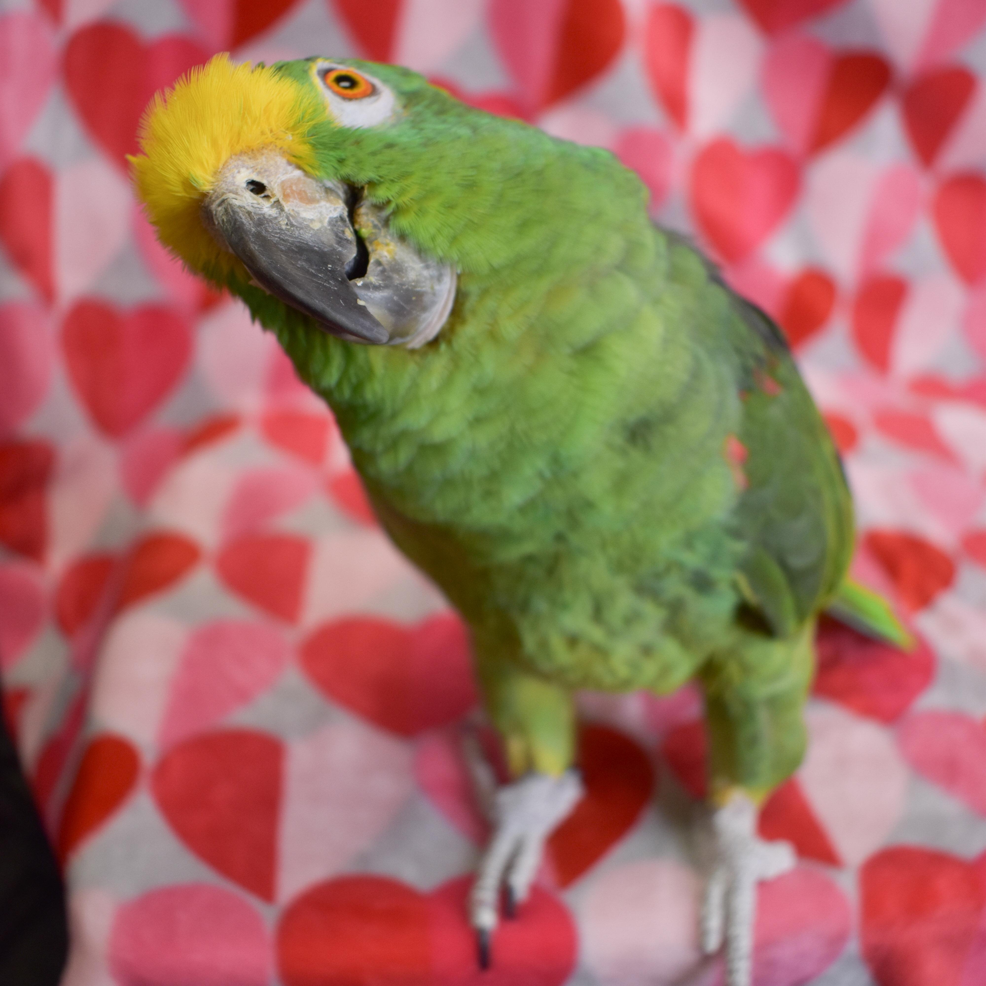 Ned, Adoptable, Adult Male Amazon.