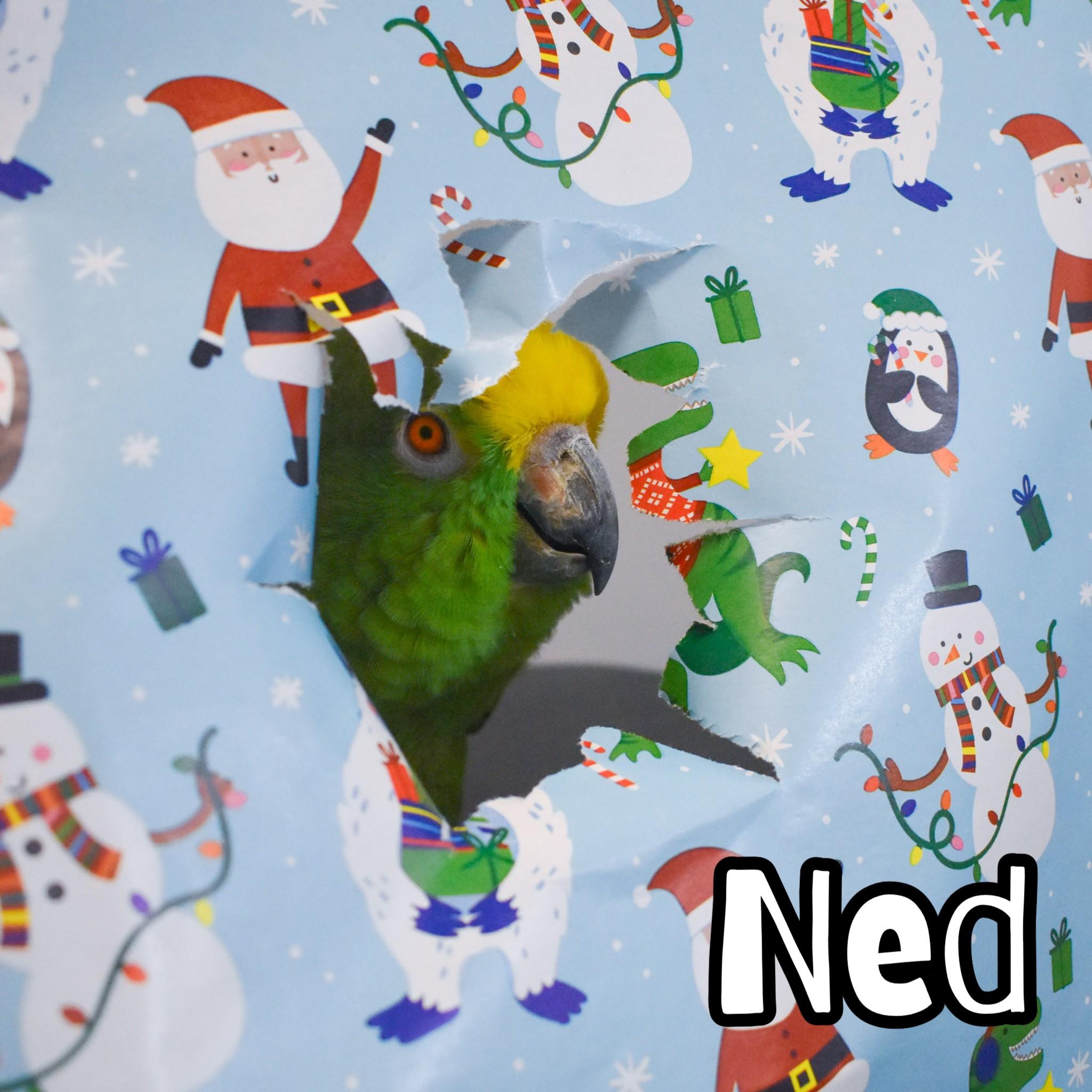 Enlarge Ned, a Adoptable Amazon in Waukesha, WI image 2/6