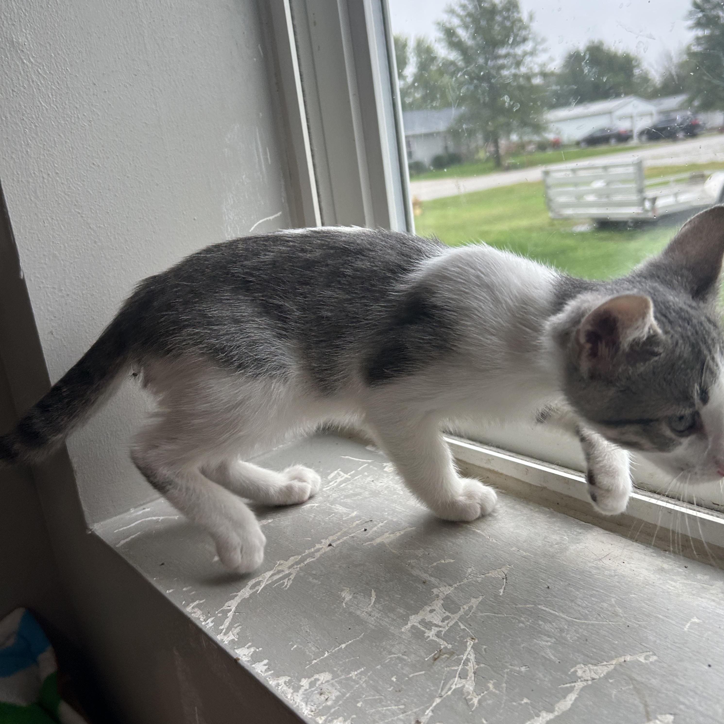 Enlarge Joy, a Adoptable mixed breed in Seward, NE image 2/3