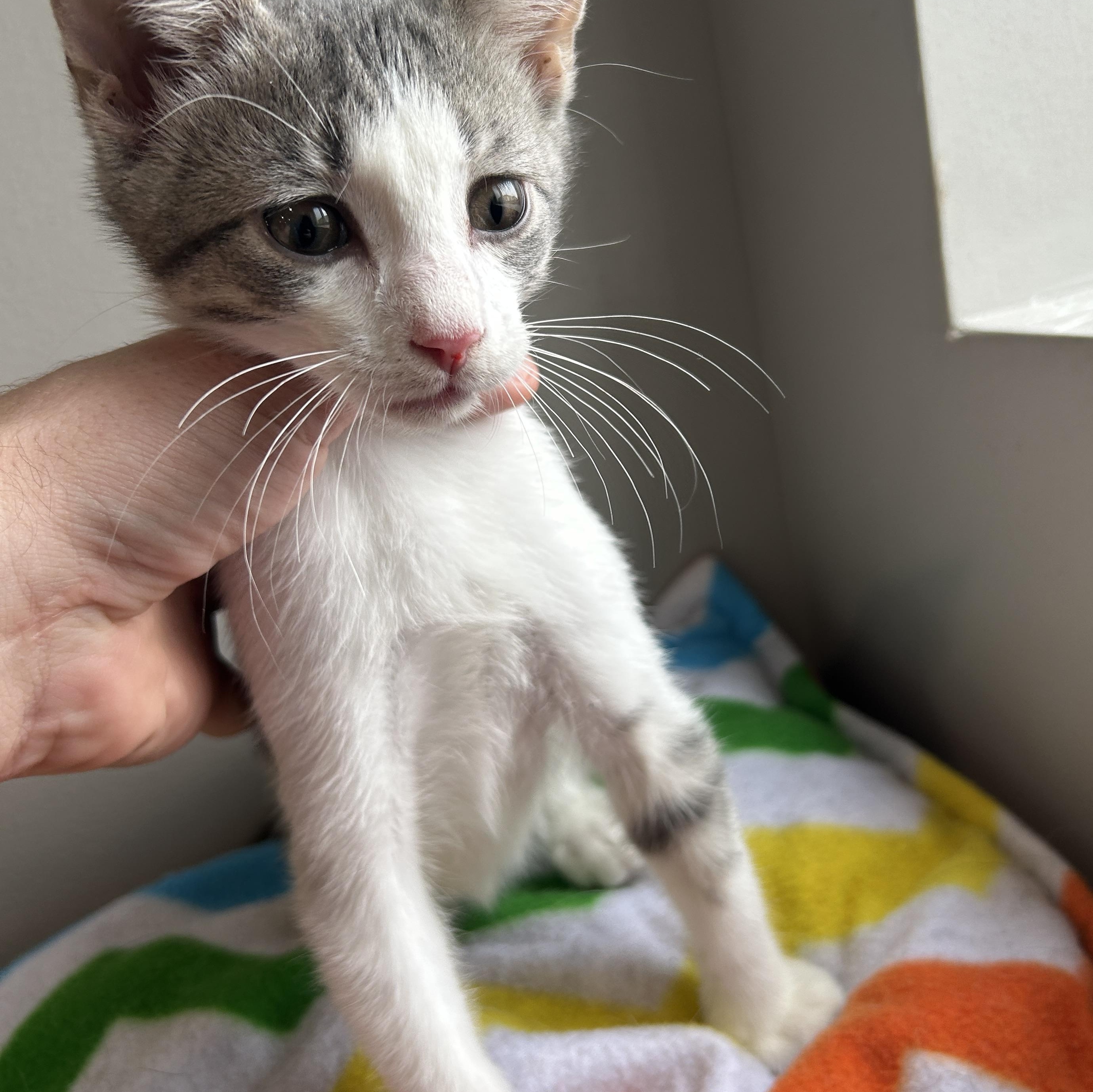 Joy, Adoptable, Kitten Female Domestic Short Hair.