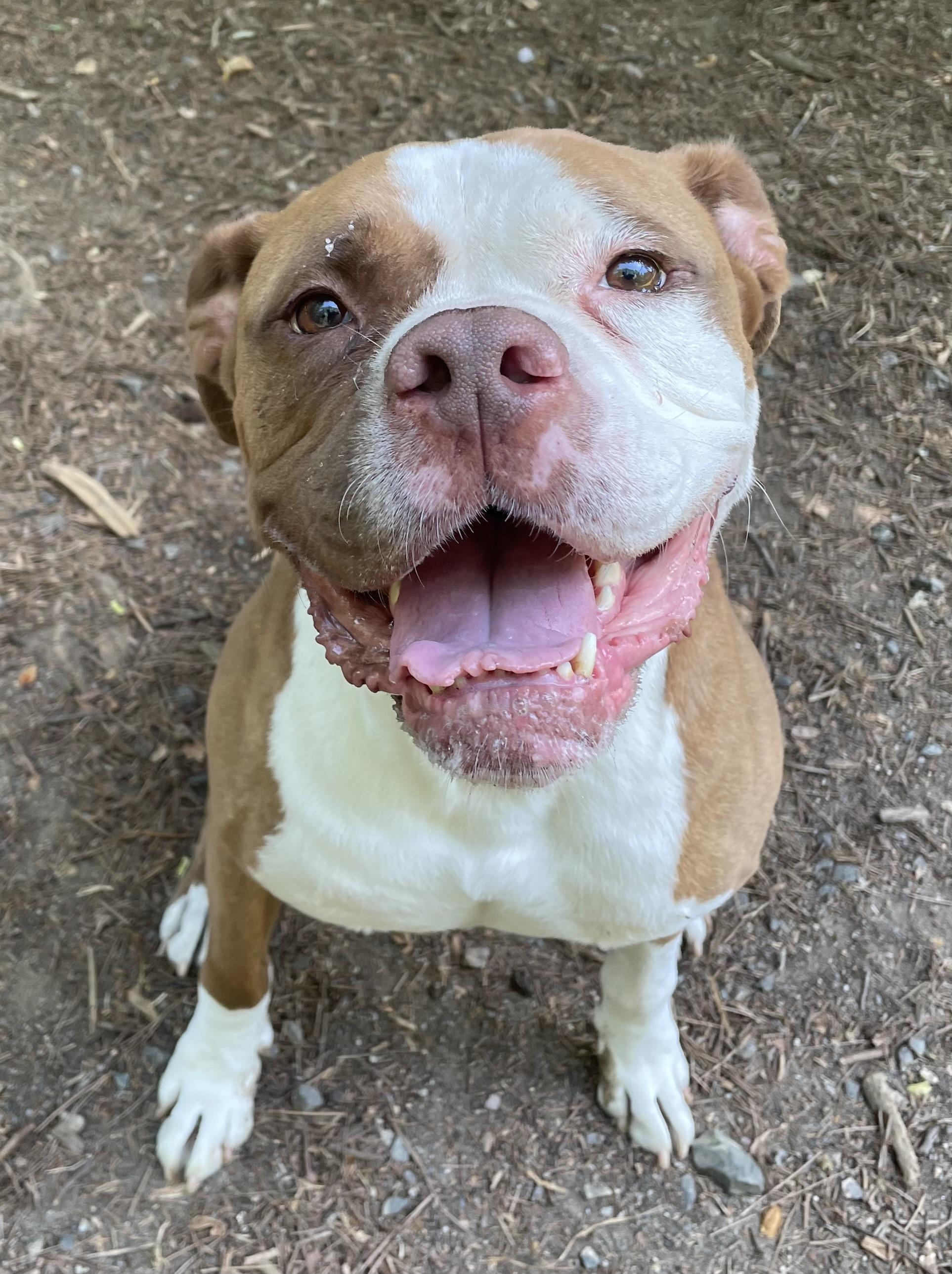Enlarge Zeus, a ADOPTABLE mixed breed in Heathsville, VA image 1/5