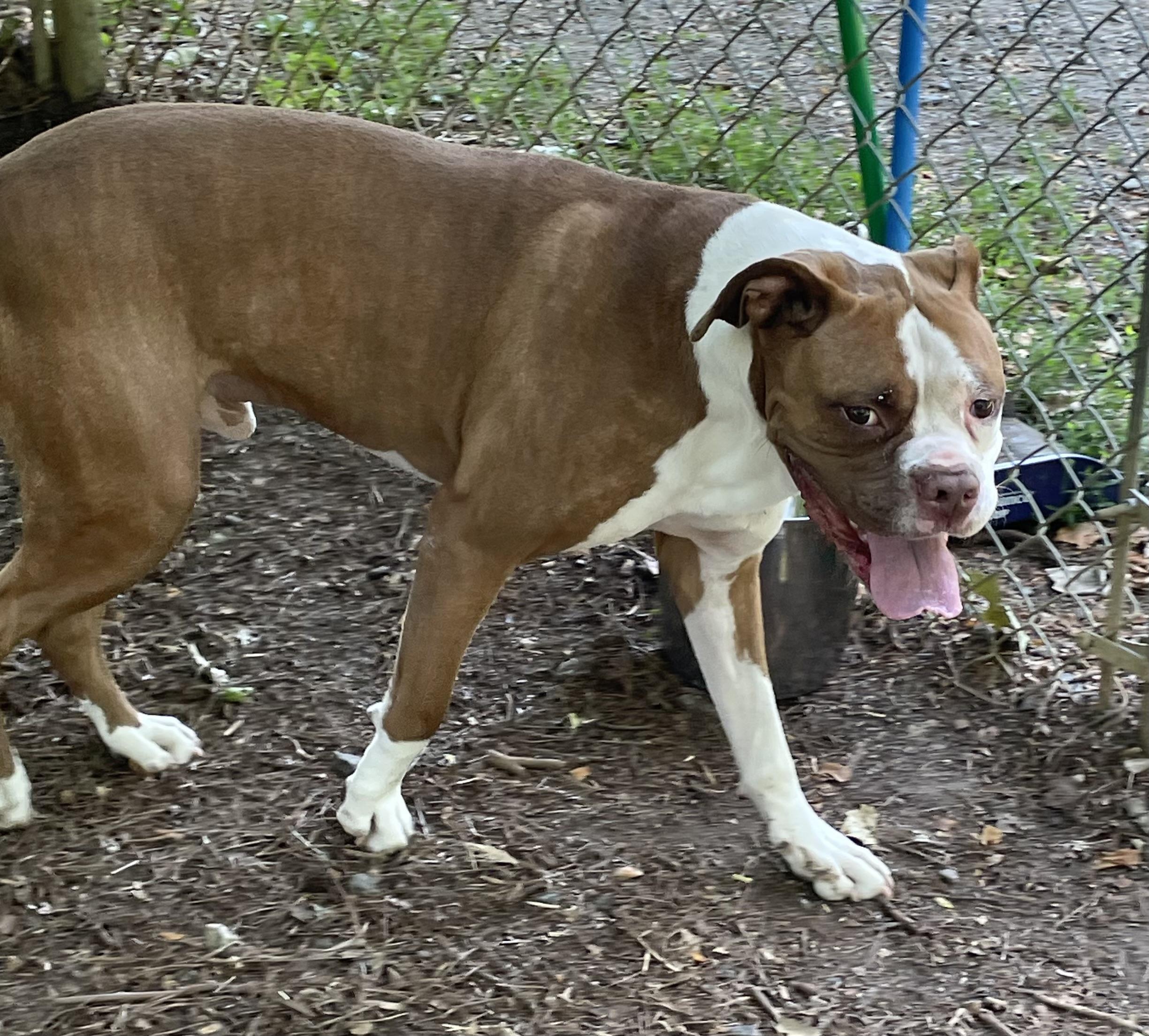 Enlarge Zeus, a ADOPTABLE mixed breed in Heathsville, VA image 2/5