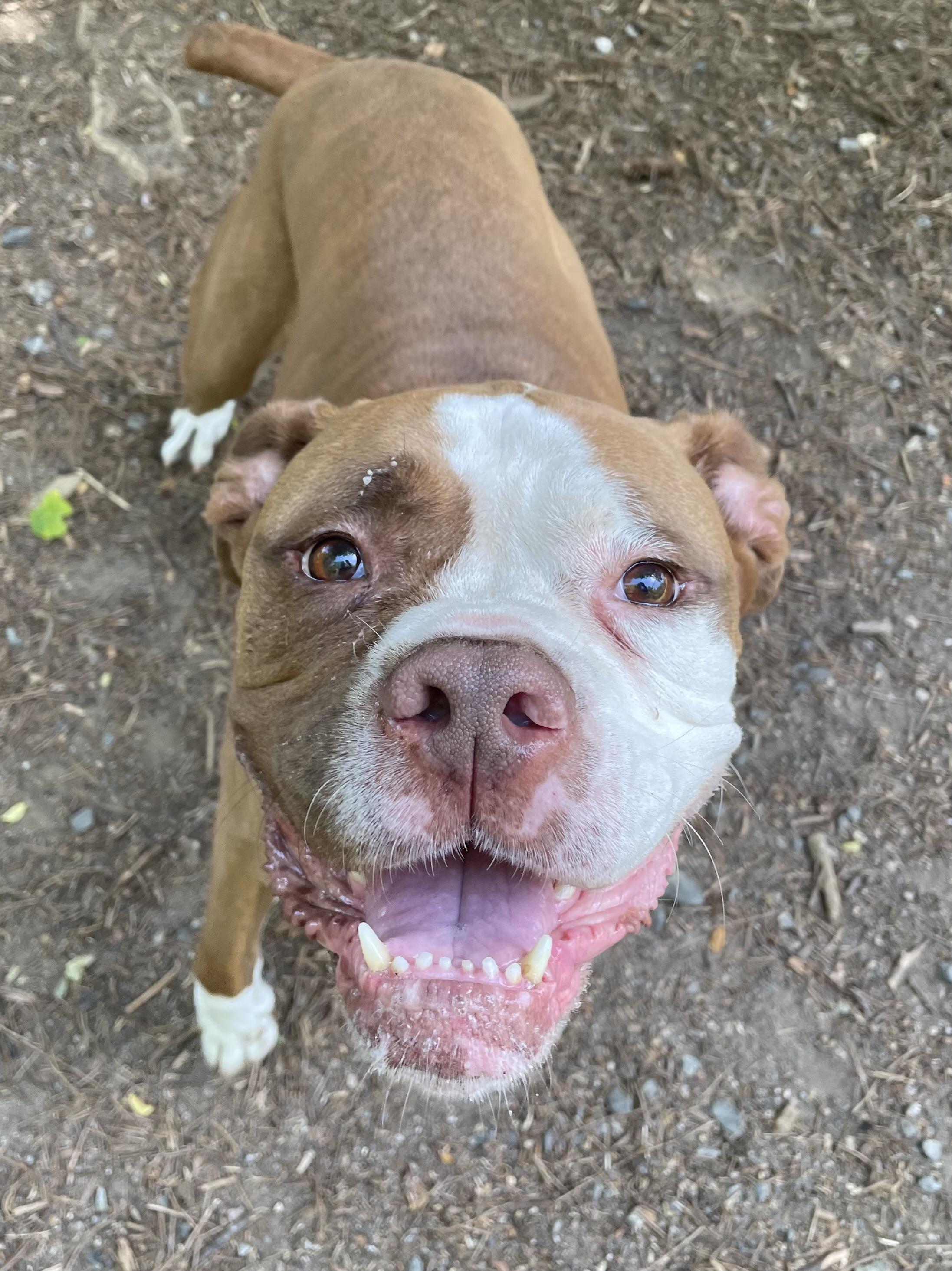 Enlarge Zeus, a ADOPTABLE mixed breed in Heathsville, VA image 5/5