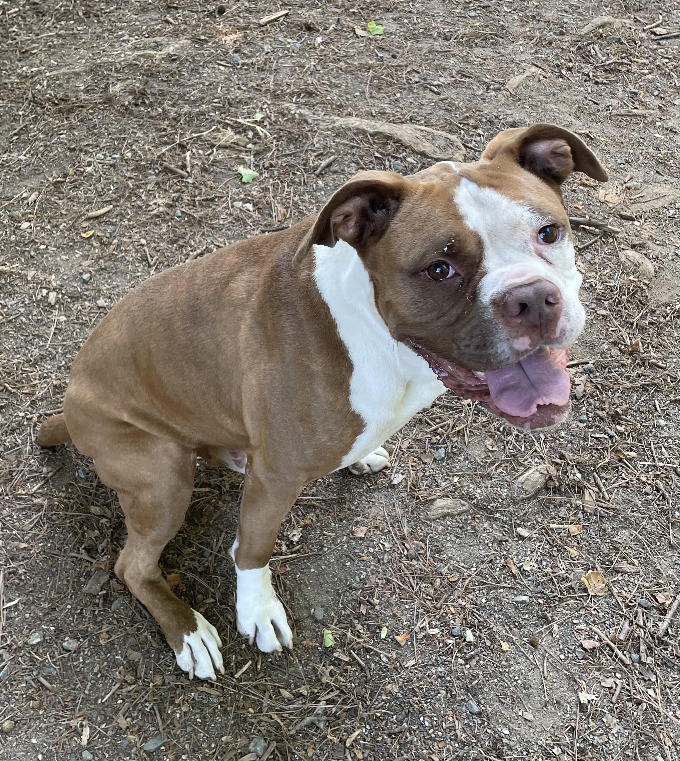 Enlarge Zeus, a ADOPTABLE mixed breed in Heathsville, VA image 3/5