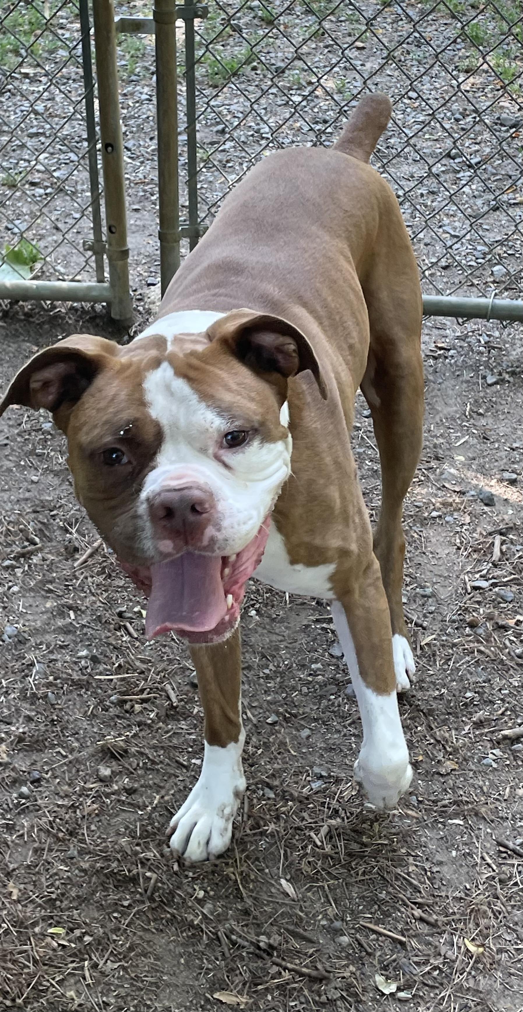 Enlarge Zeus, a ADOPTABLE mixed breed in Heathsville, VA image 4/5