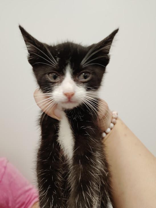 Zane, Adoptable, Kitten Male Domestic Short Hair.